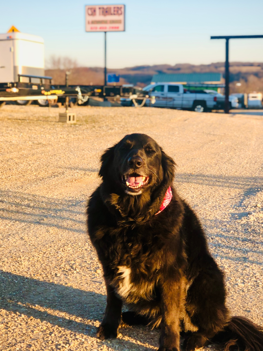 CSH Trailers & Automotive Service's dog, Gertie, in front of the CSH sign