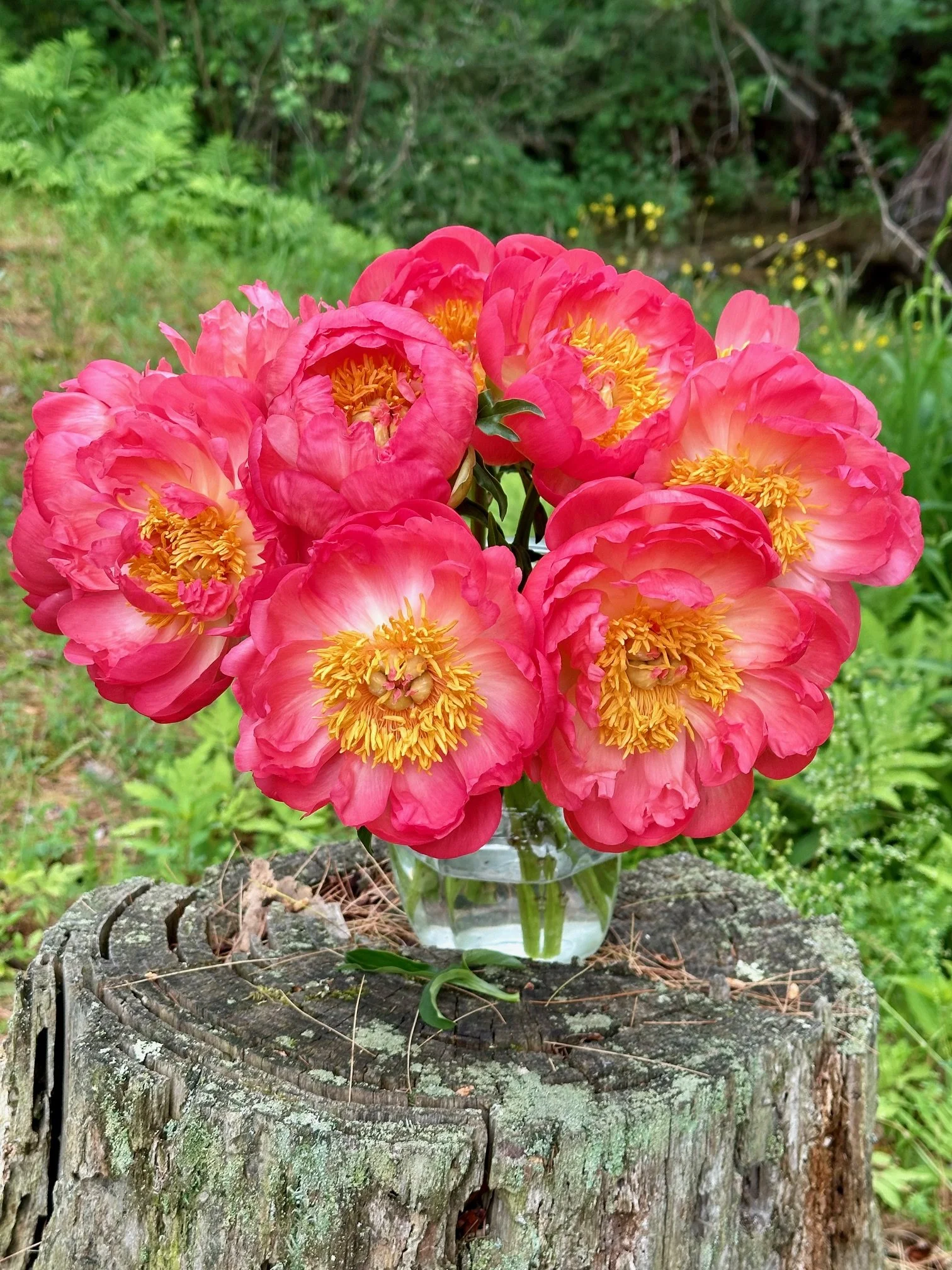 Pink and yellow peony flowers in a glass vase on a weathered tree stump outdoors.