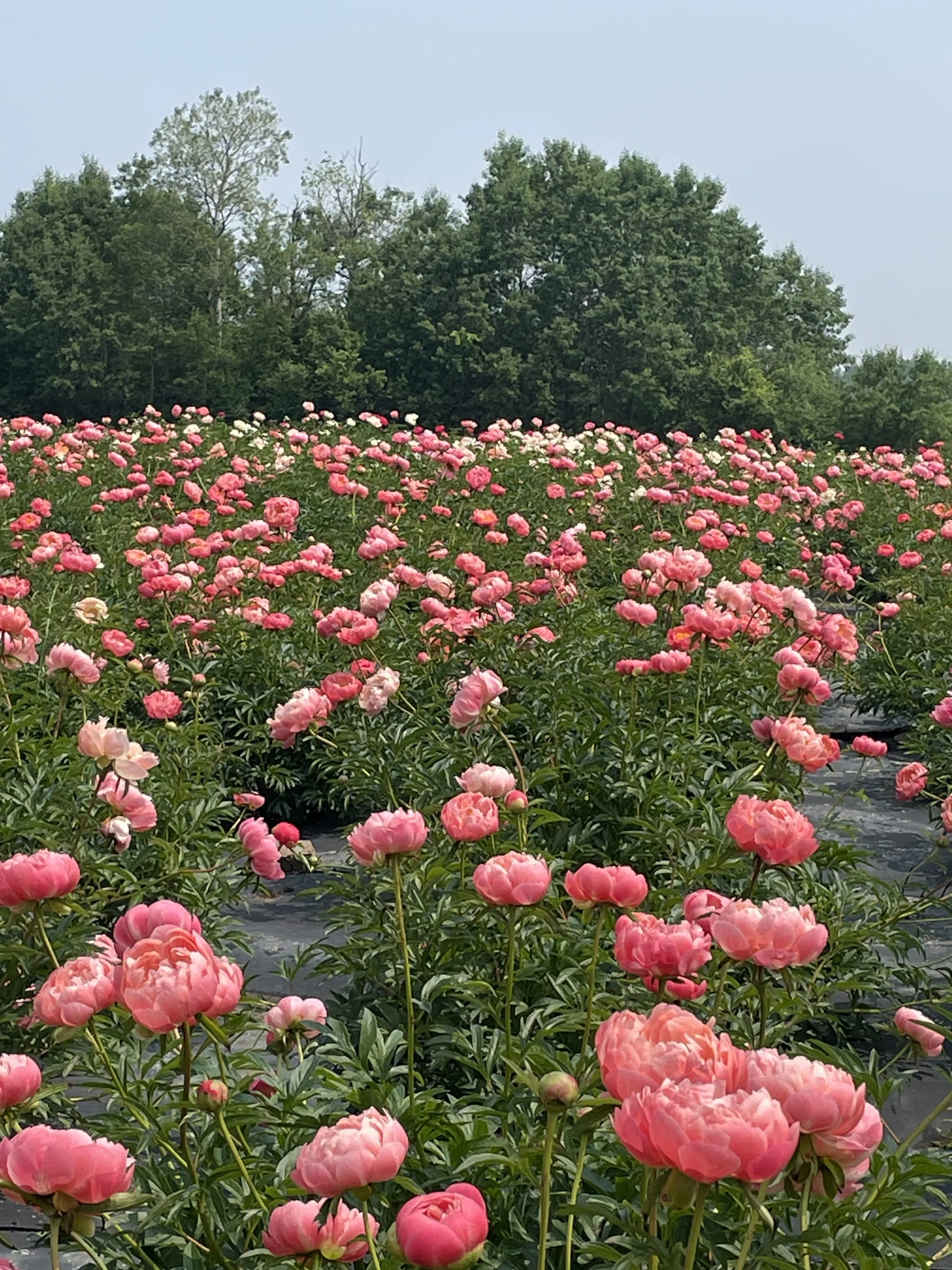 Field of pink peonies with green foliage, with trees in the background under a light blue sky.