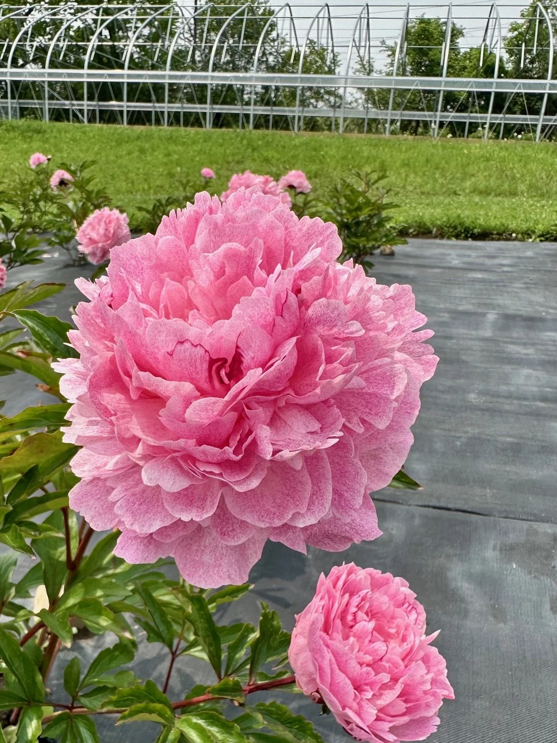 Close-up of two pink peonies in a flower garden with a greenhouse in the background.
