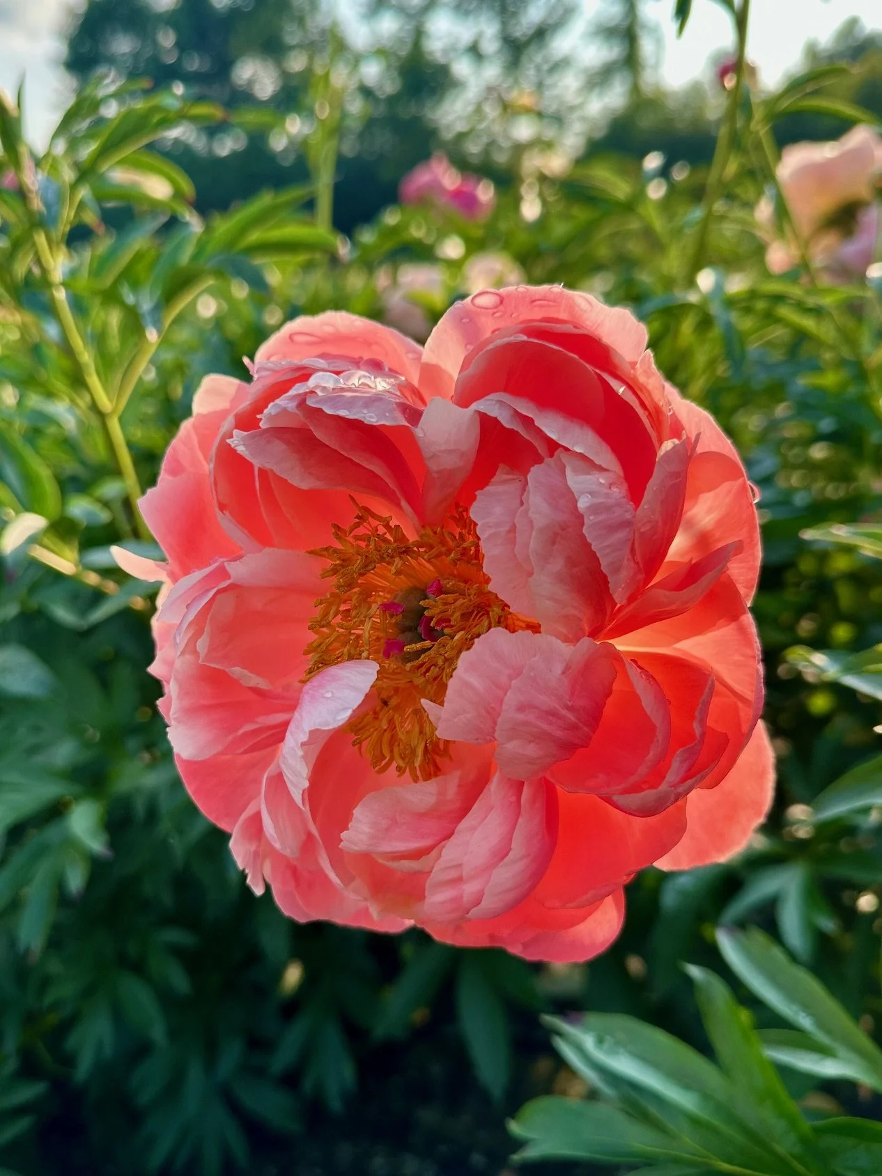 Close-up of a large pink and white peony flower with water droplets on the petals, set against green foliage with a blurred background.
