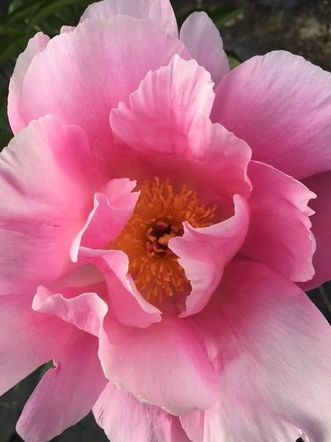 Close-up of a pink peony flower in bloom with yellow stamens.