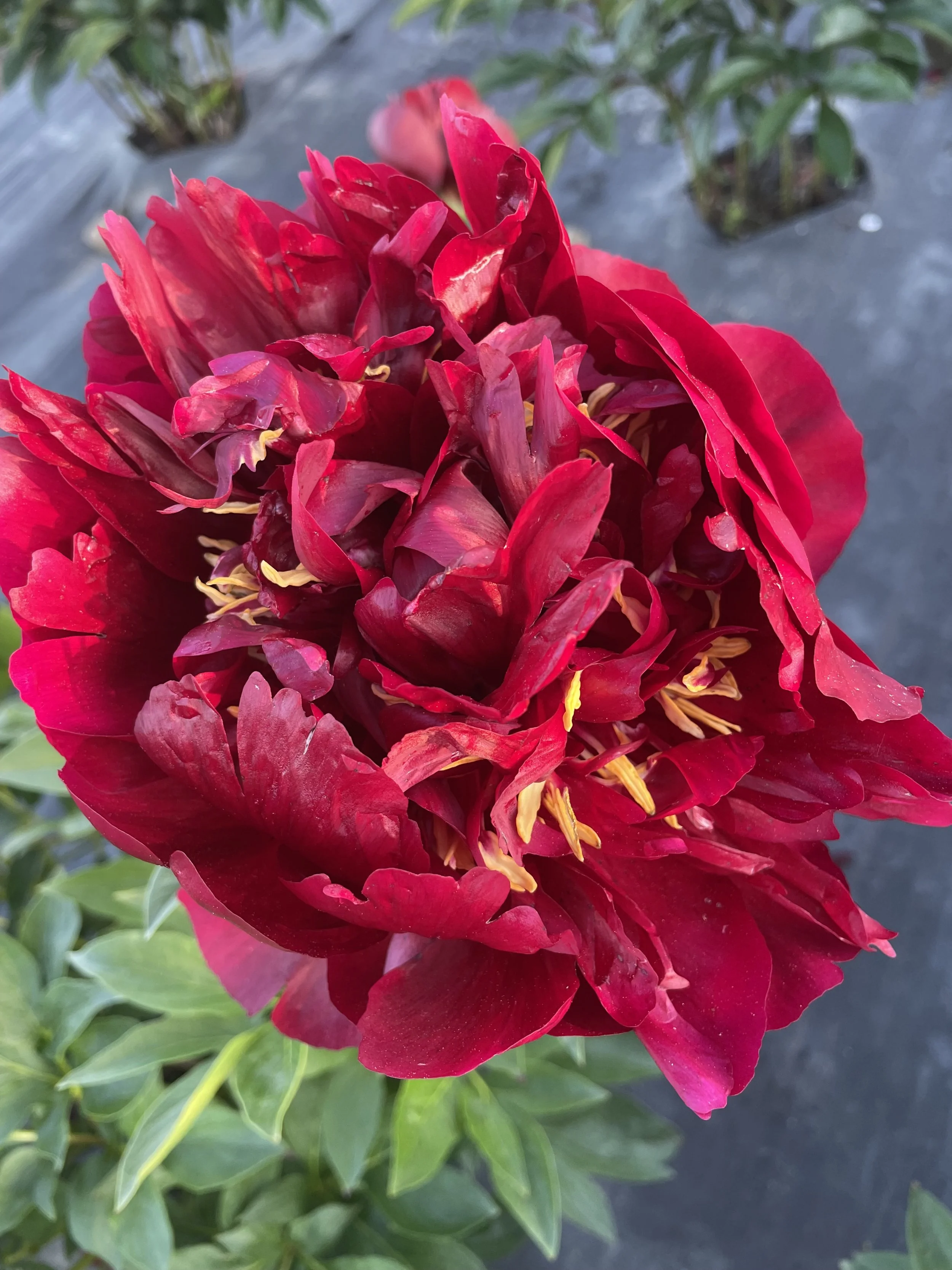 Close-up of a cluster of deep red peony flowers with yellow stamens, surrounded by green leaves.