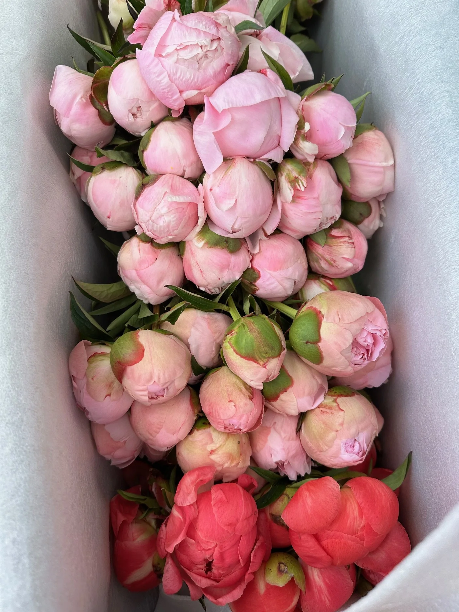 A bouquet of pink and red peony flowers with green leaves, arranged in a white container.