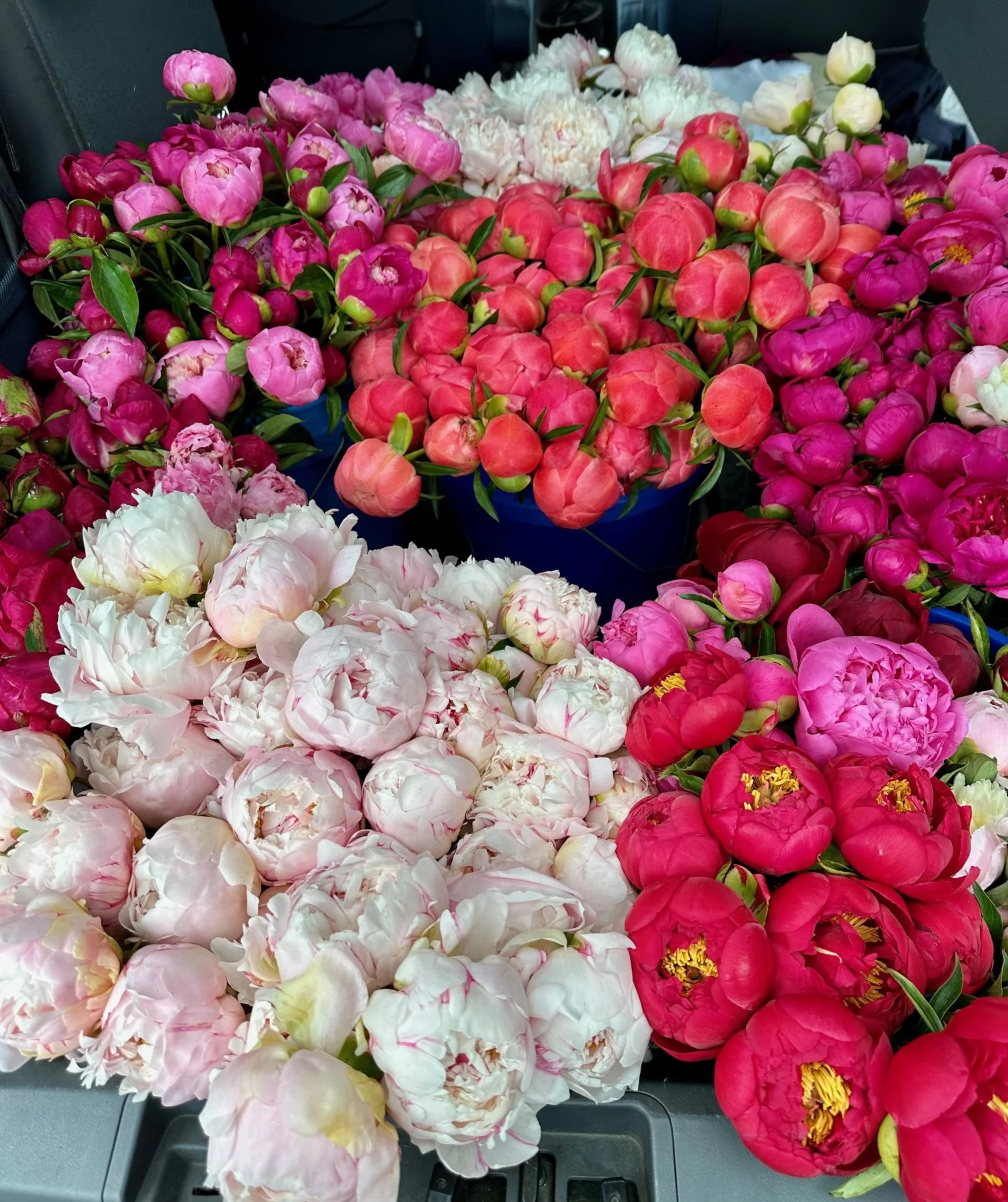 Arrangement of various colorful peony flowers including pink, white, and red blooms.