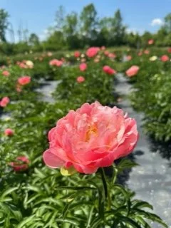 Close-up of a pink peony flower in a garden pond with numerous other peonies and green foliage in the background under a clear blue sky.