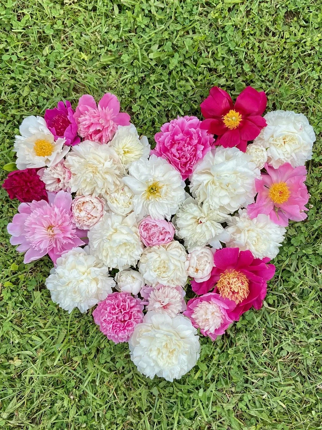 A heart-shaped arrangement of various pink, white, and red peony flowers on green grass.