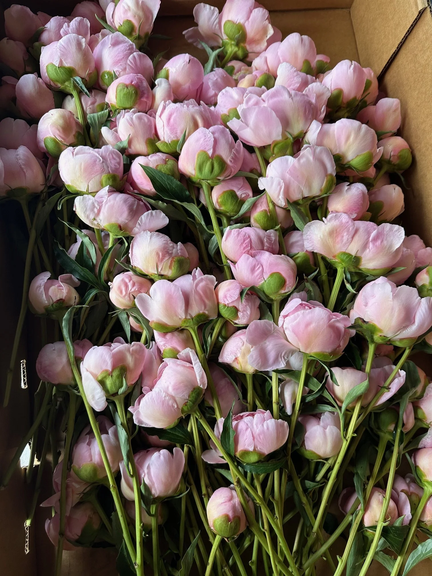 Pink flowers with green buds and leaves, likely carnations, inside a cardboard box.