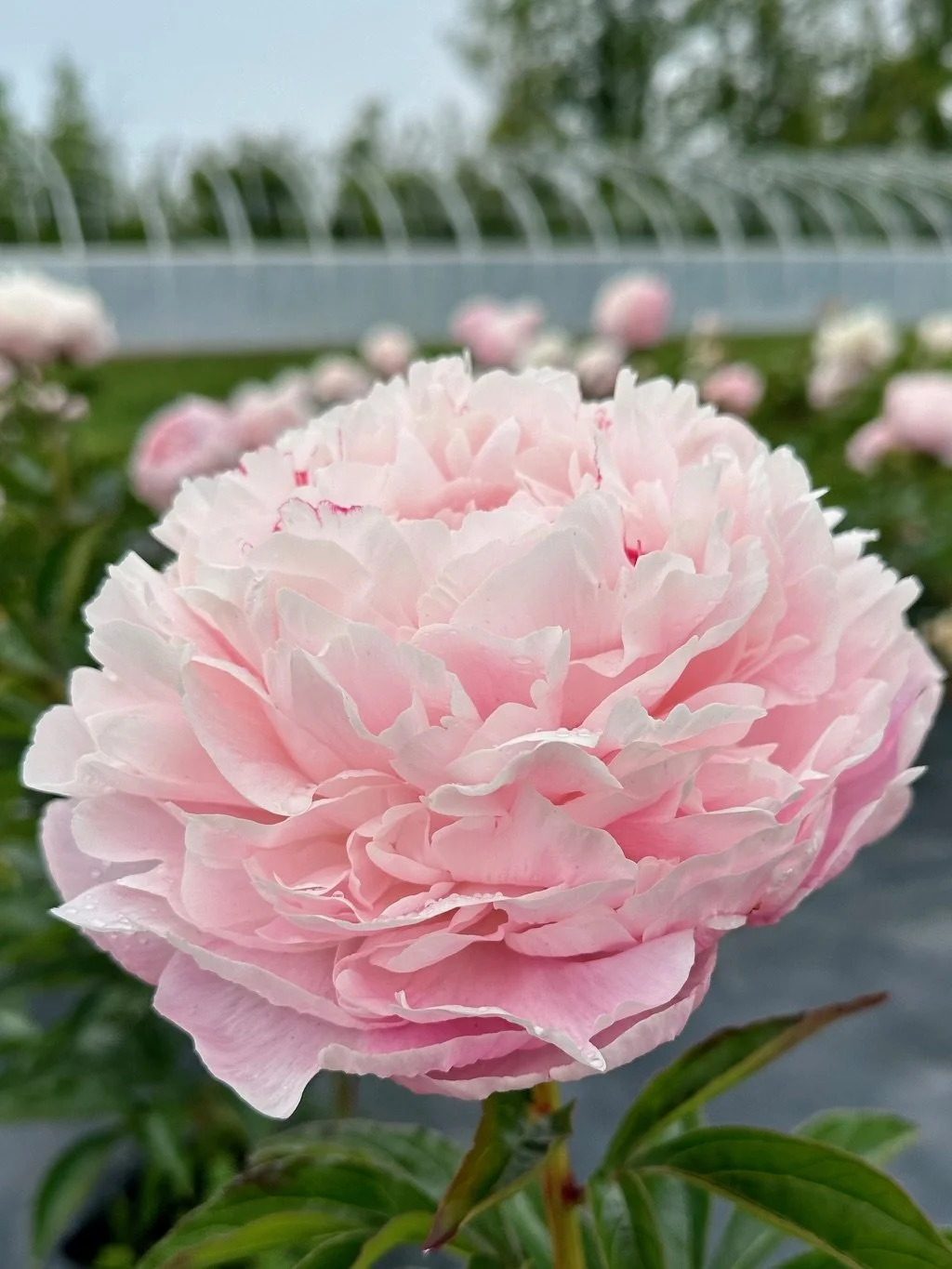 Close-up of a pink peony flower with a blurred background of green foliage and a greenhouse.
