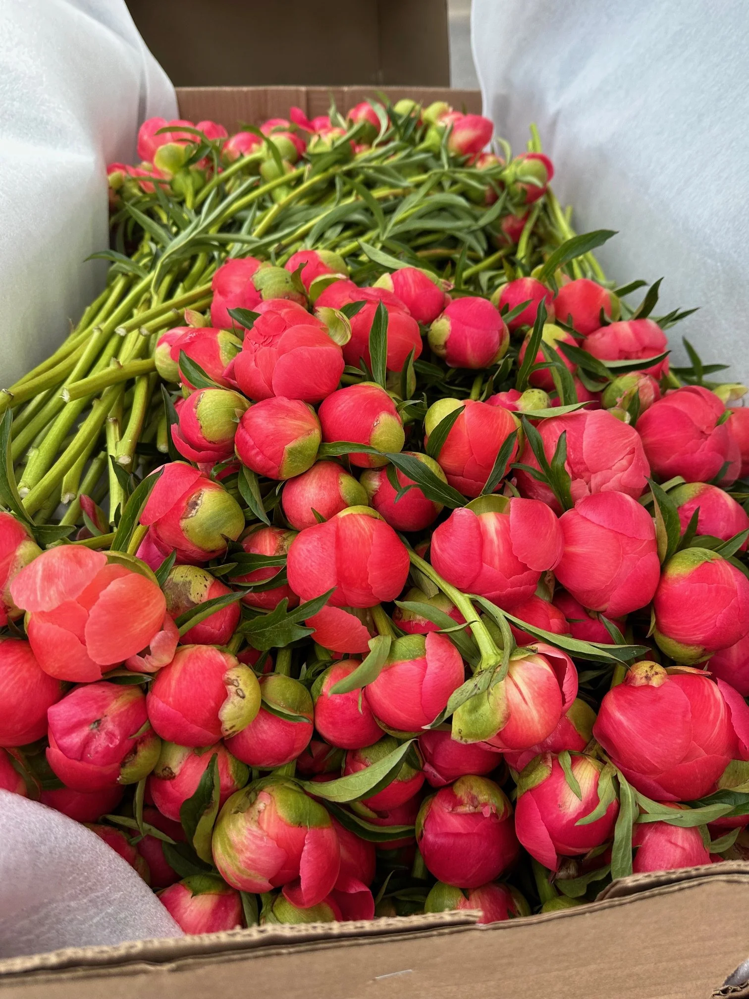 Fresh pink peony flowers with green stems and leaves in a cardboard box.