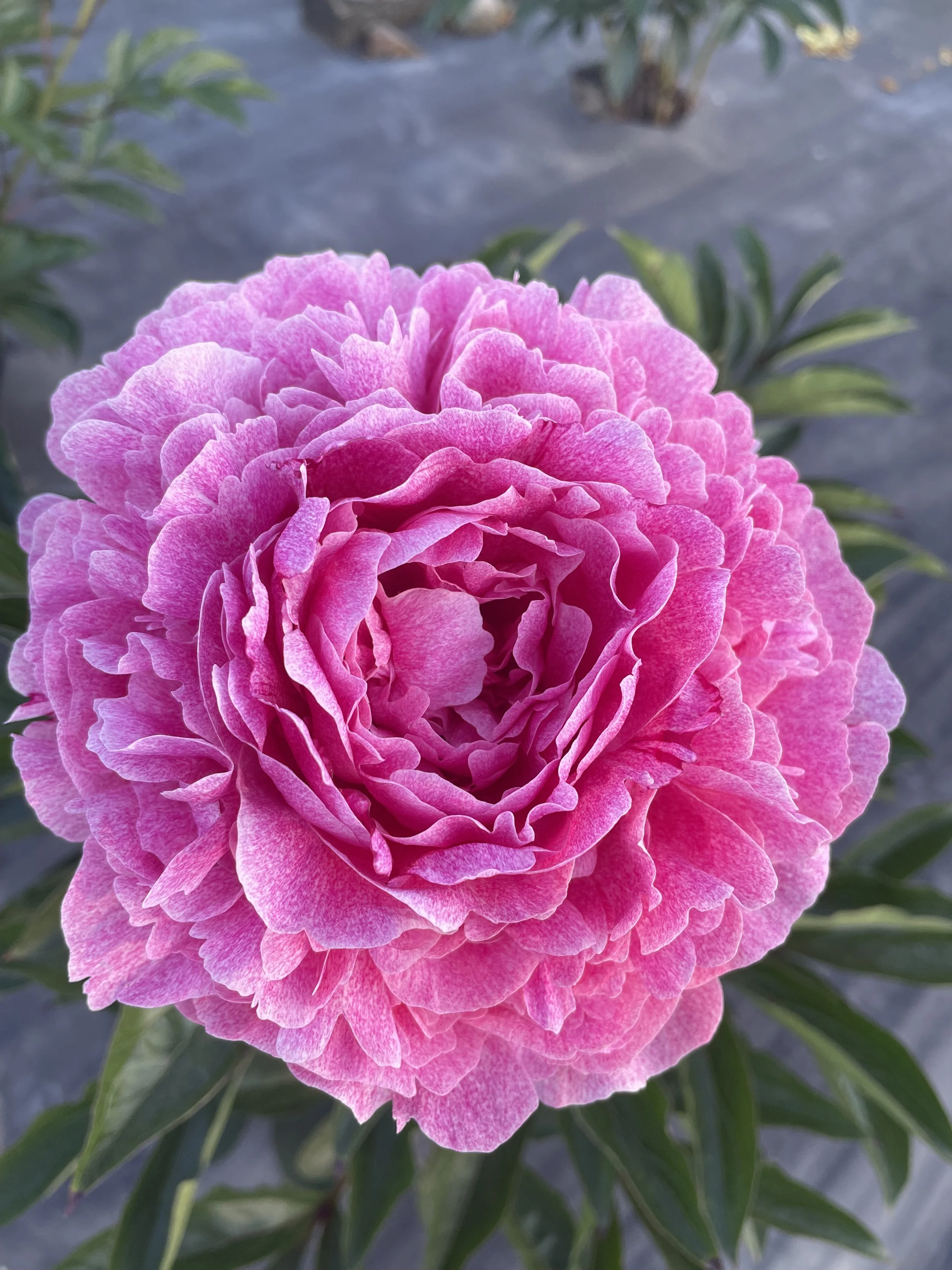 Close-up of a pink peony flower in full bloom with lush green leaves in the background.