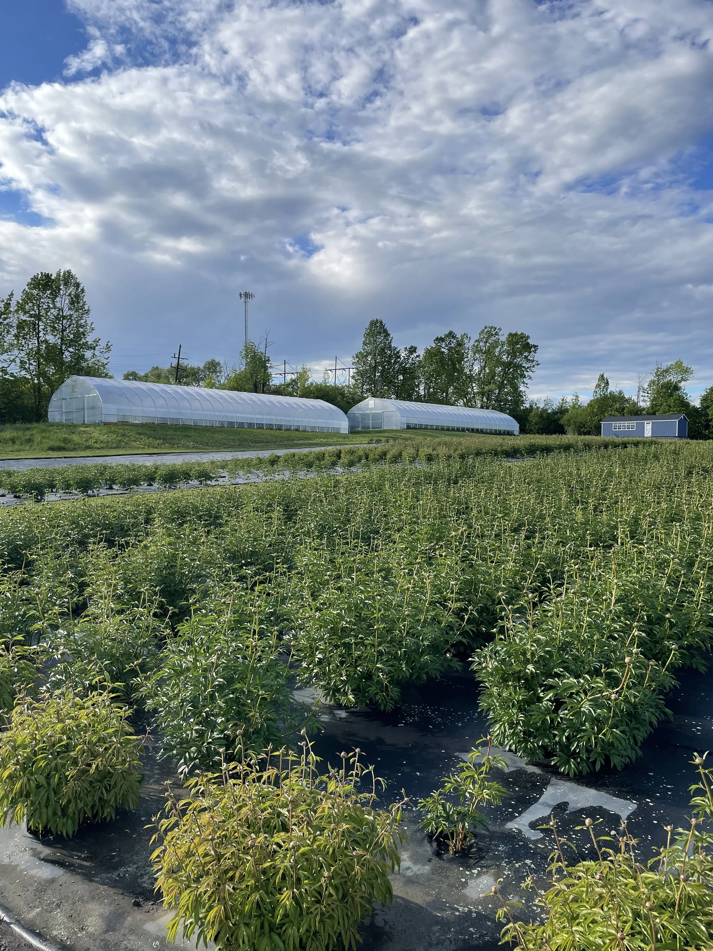 Greenhouses and fields of plants on a farm with cloudy sky overhead.