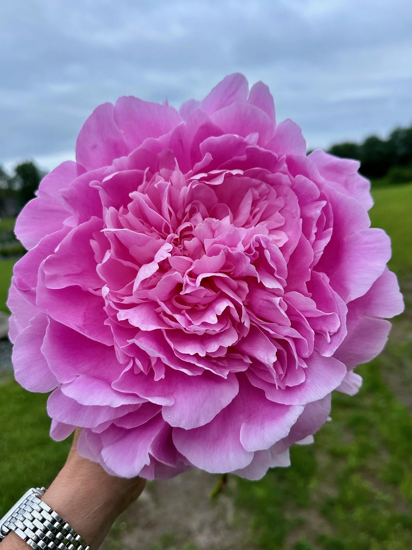 A large pink peony flower being held by a person wearing a silver watch, with a cloudy sky and green grass in the background.