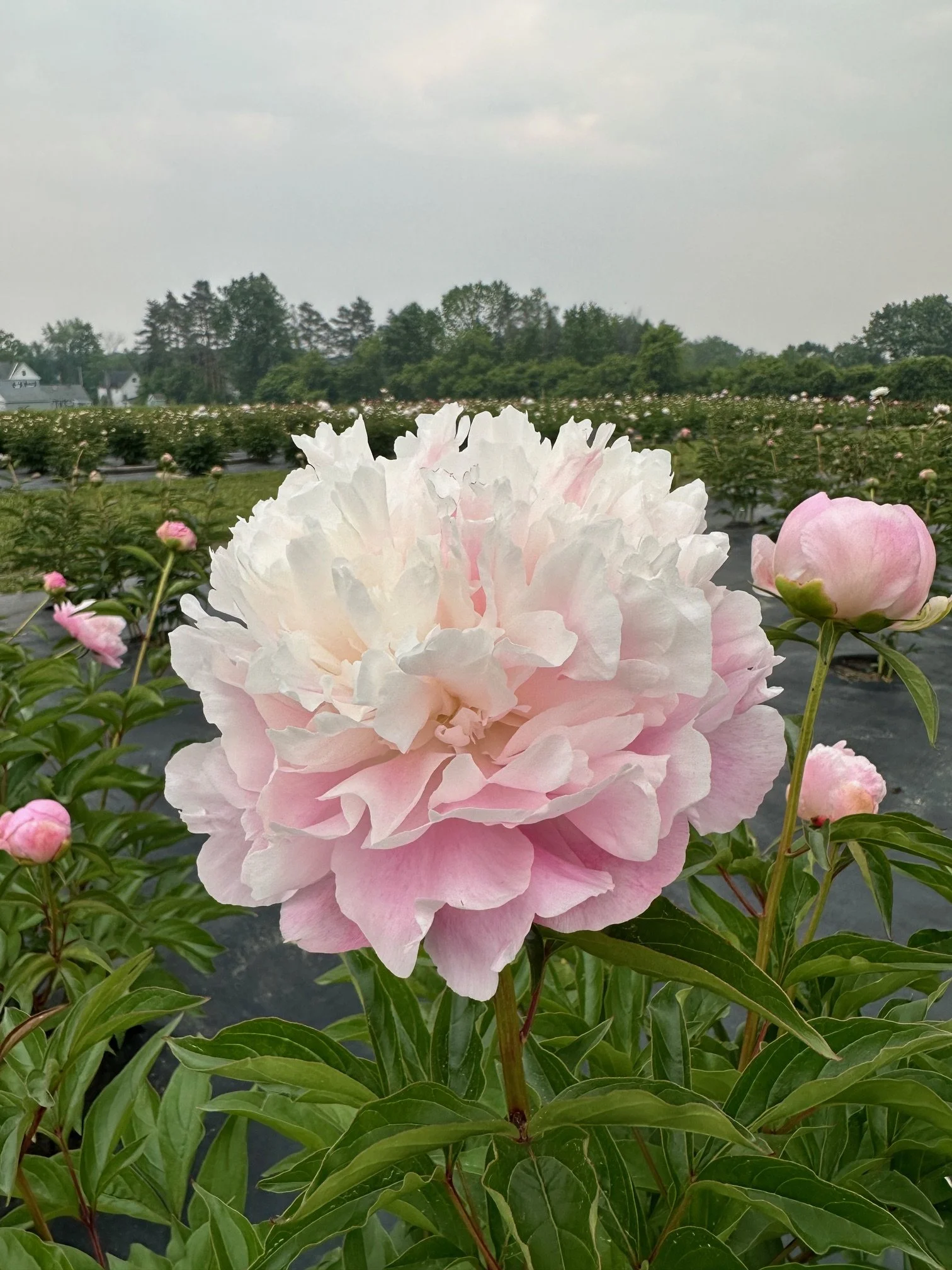 A large pink and white peony flower in bloom in a flower field with nursery rows and trees in the background.