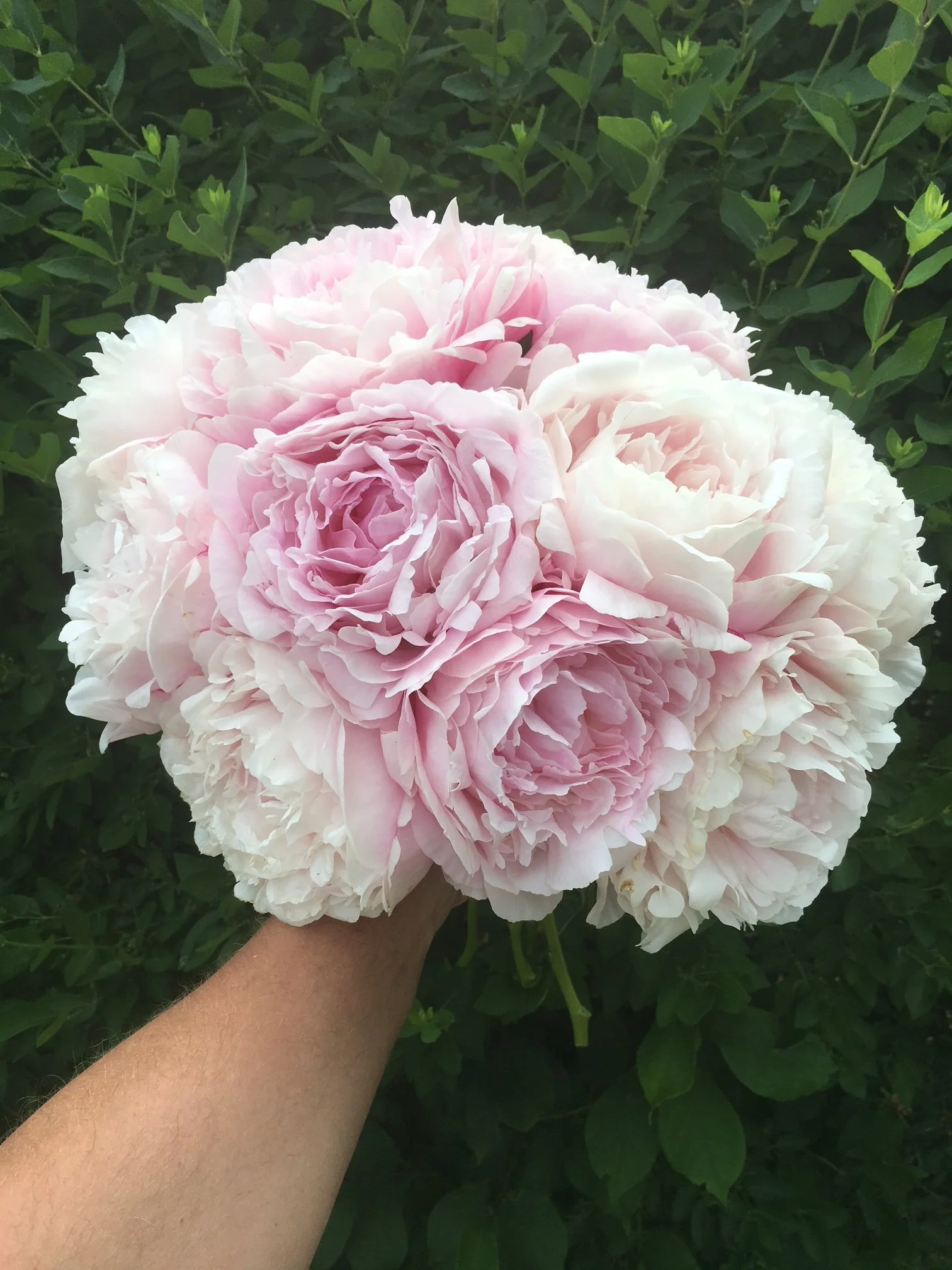 Dream Wedding Bouquet Collection - 6 bare root peonies