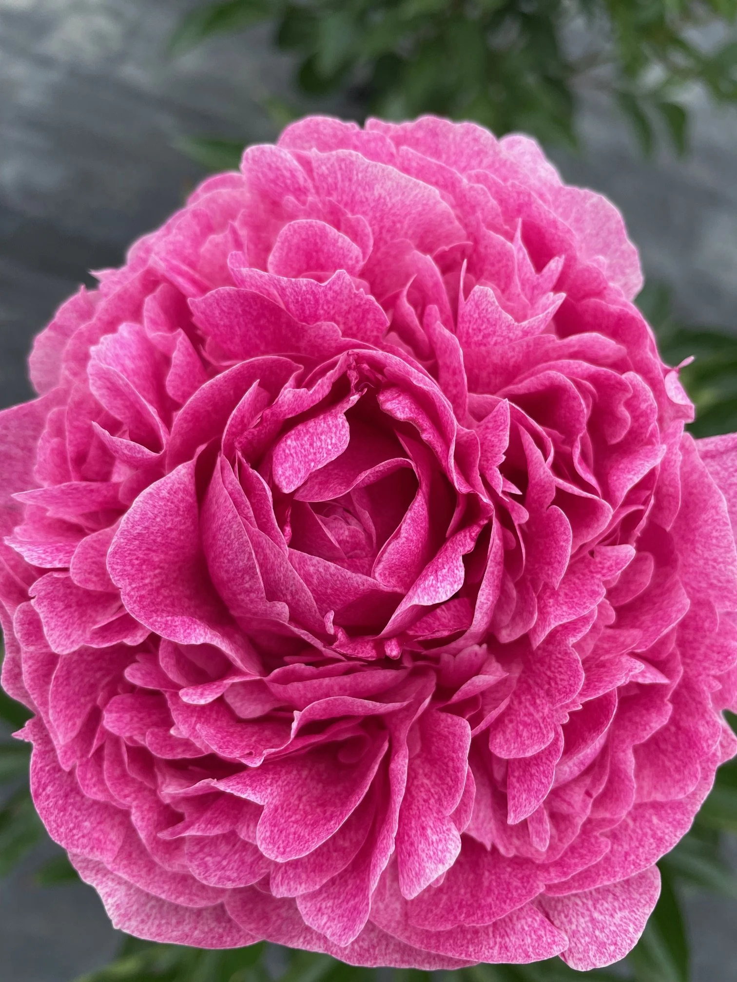 Pietertje Vriend Wagenaar