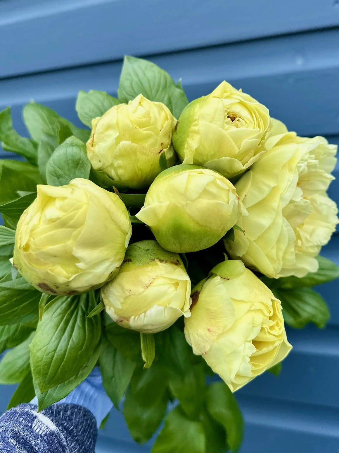 A bunch of yellow peony flowers with green leaves against a blue background.