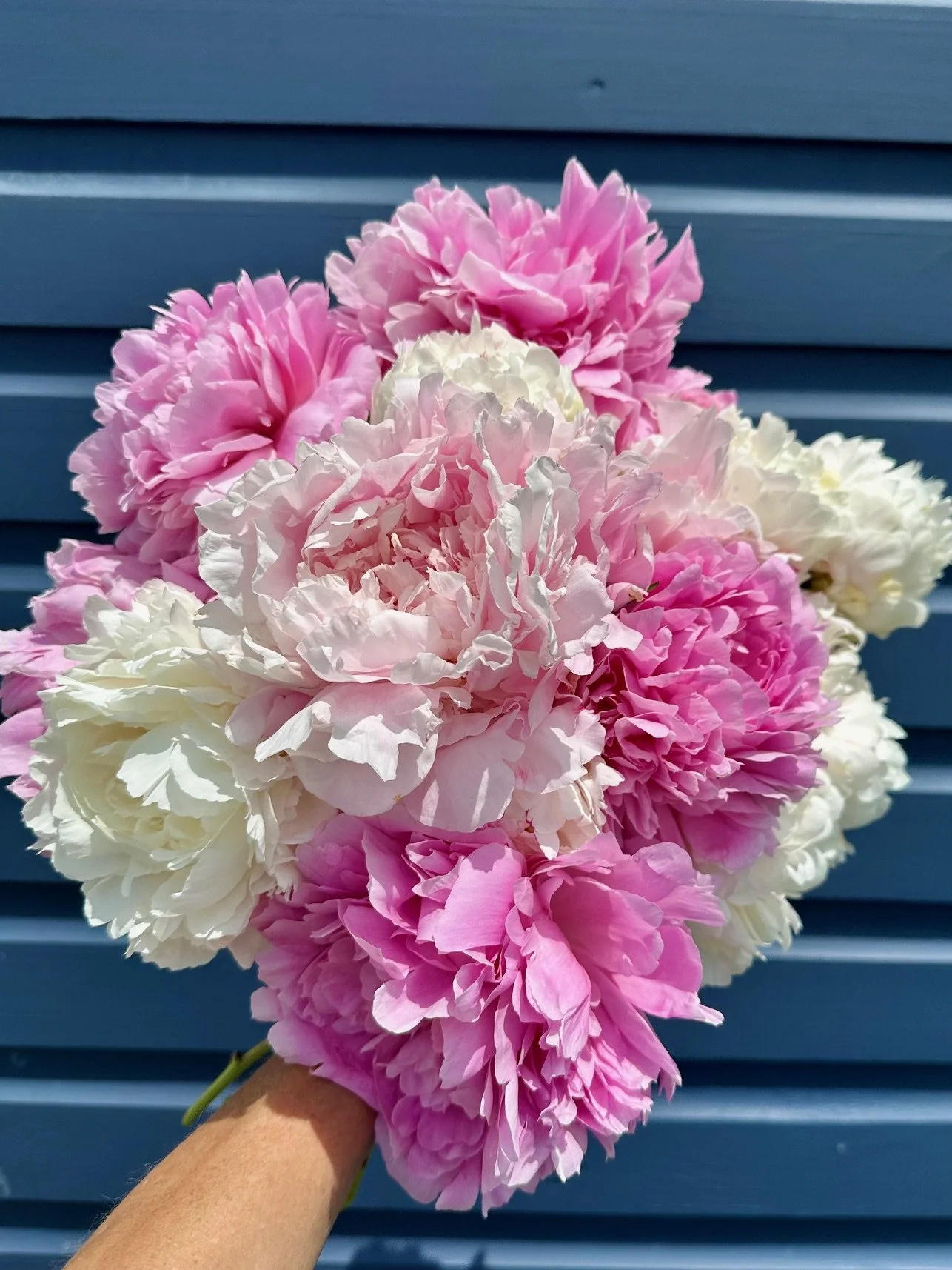 A hand holding a bouquet of pink and white peonies in front of a blue fence.