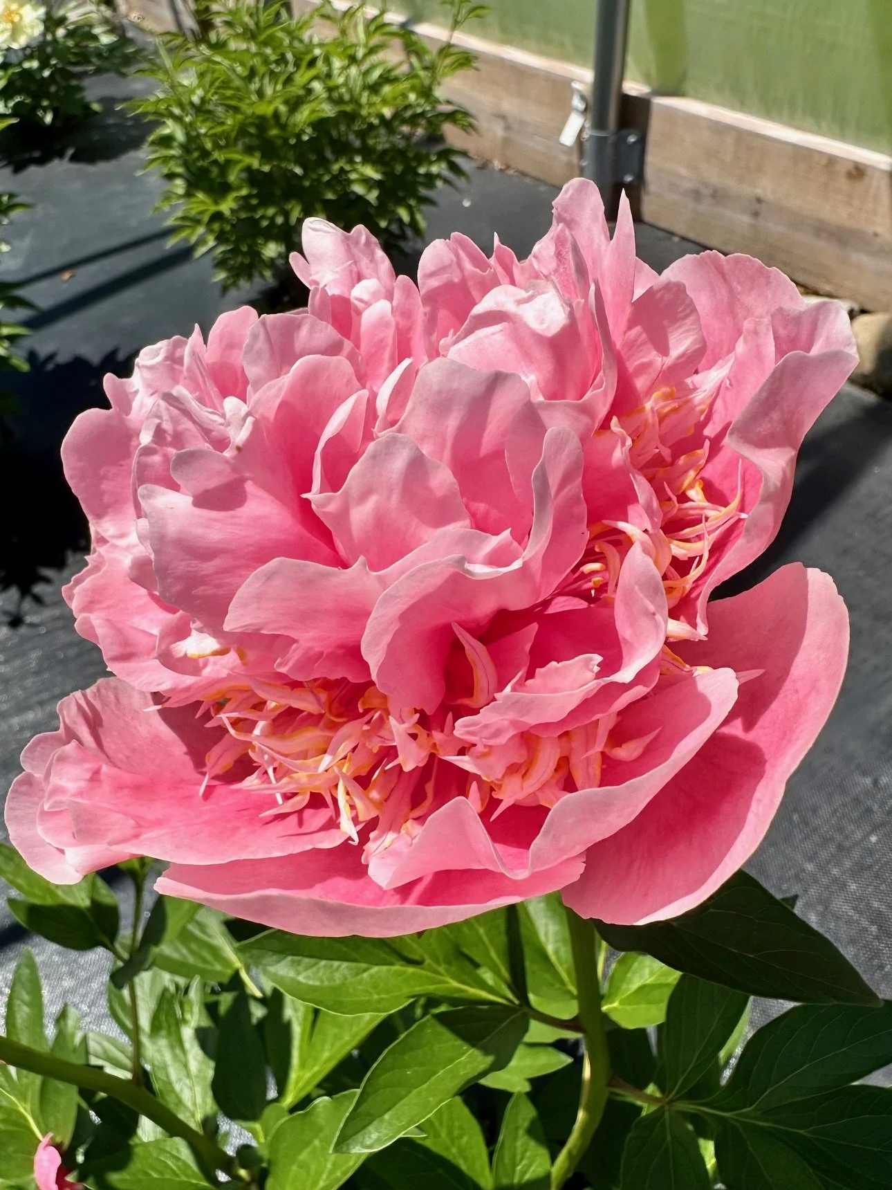 A large pink peony flower in bloom with green leaves, set against a background of a garden bed and wooden fence.