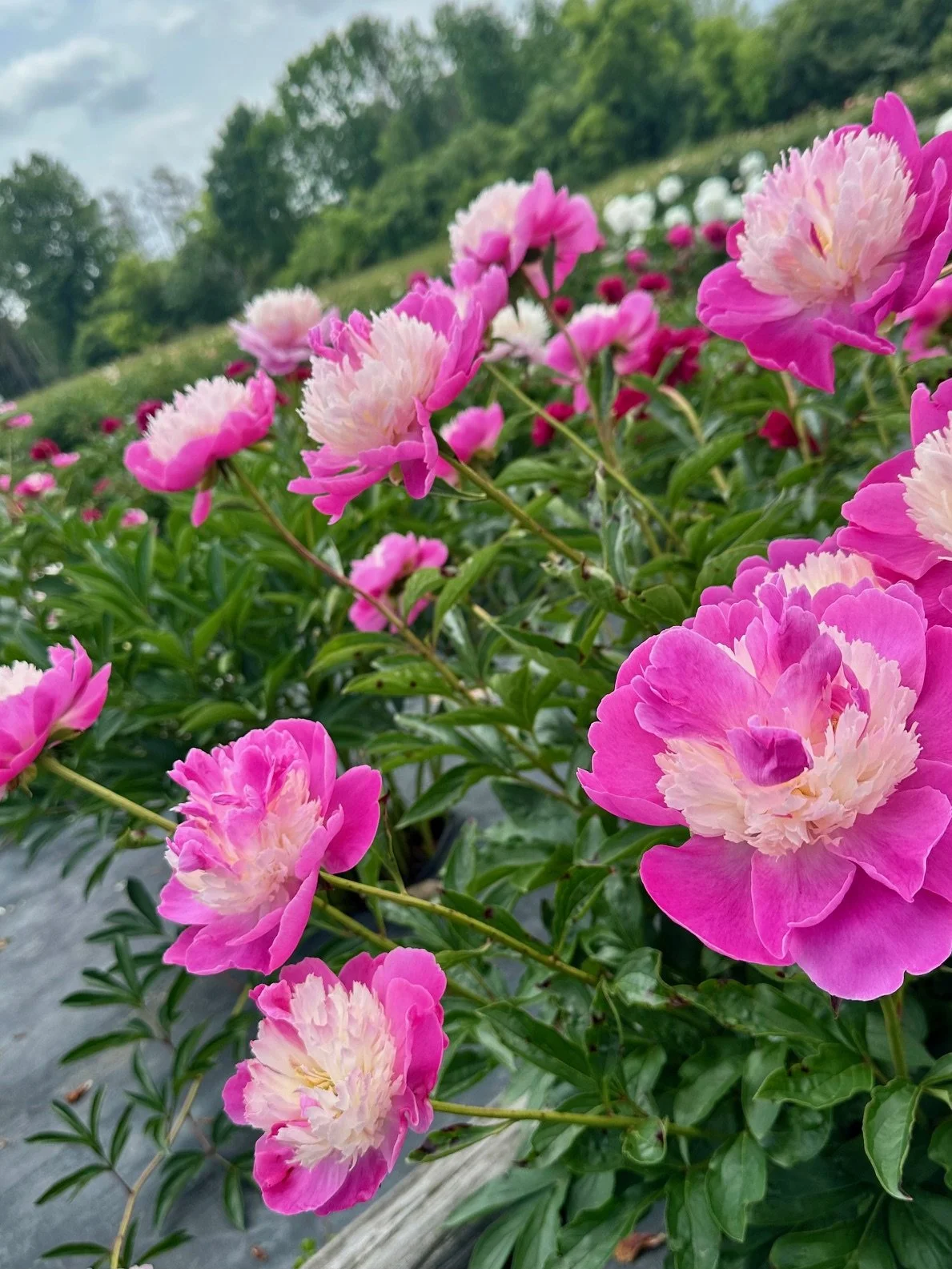 Close-up of pink and white peony flowers blooming in a garden.
