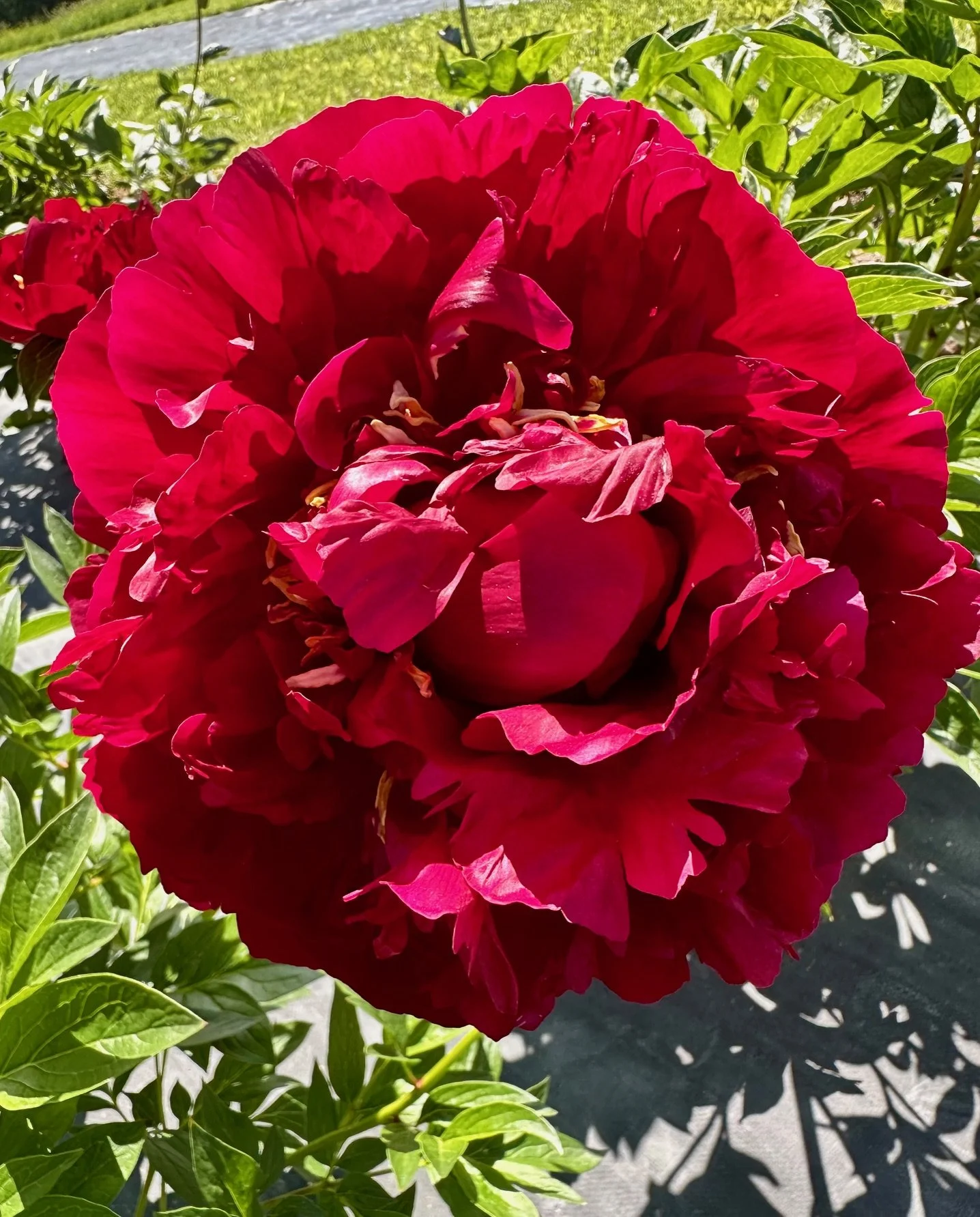 Close-up of a large, vibrant red peony flower in full bloom surrounded by green leaves.