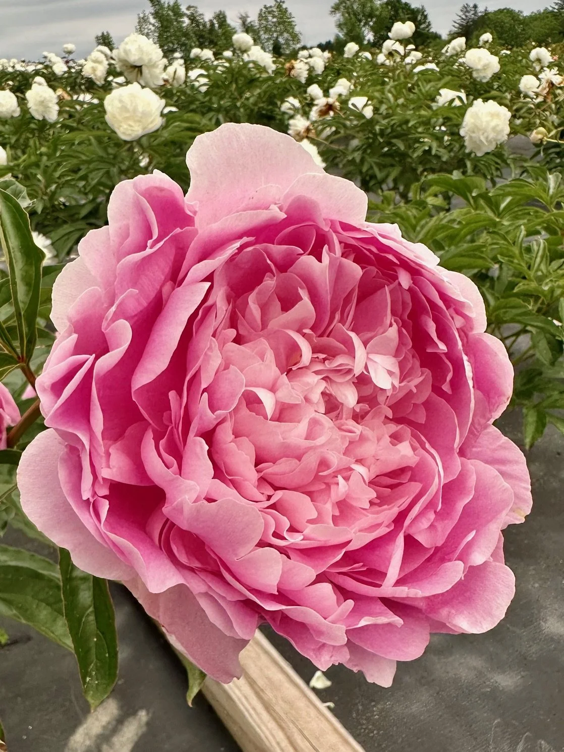 Close-up of a pink peony flower in full bloom in a flower garden.