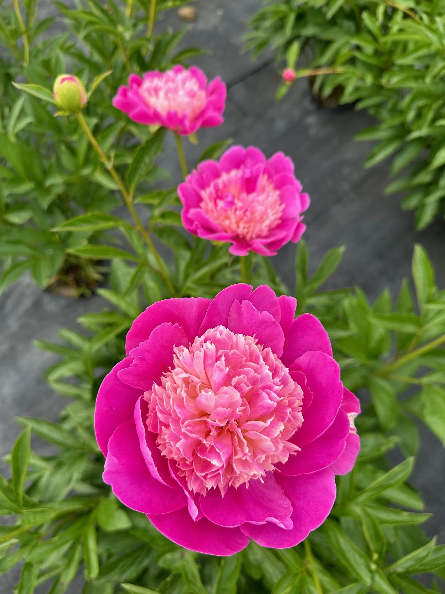 Close-up of three vibrant pink peony flowers in a garden. All flowers have lush petals, with the front flower being the largest and most detailed.