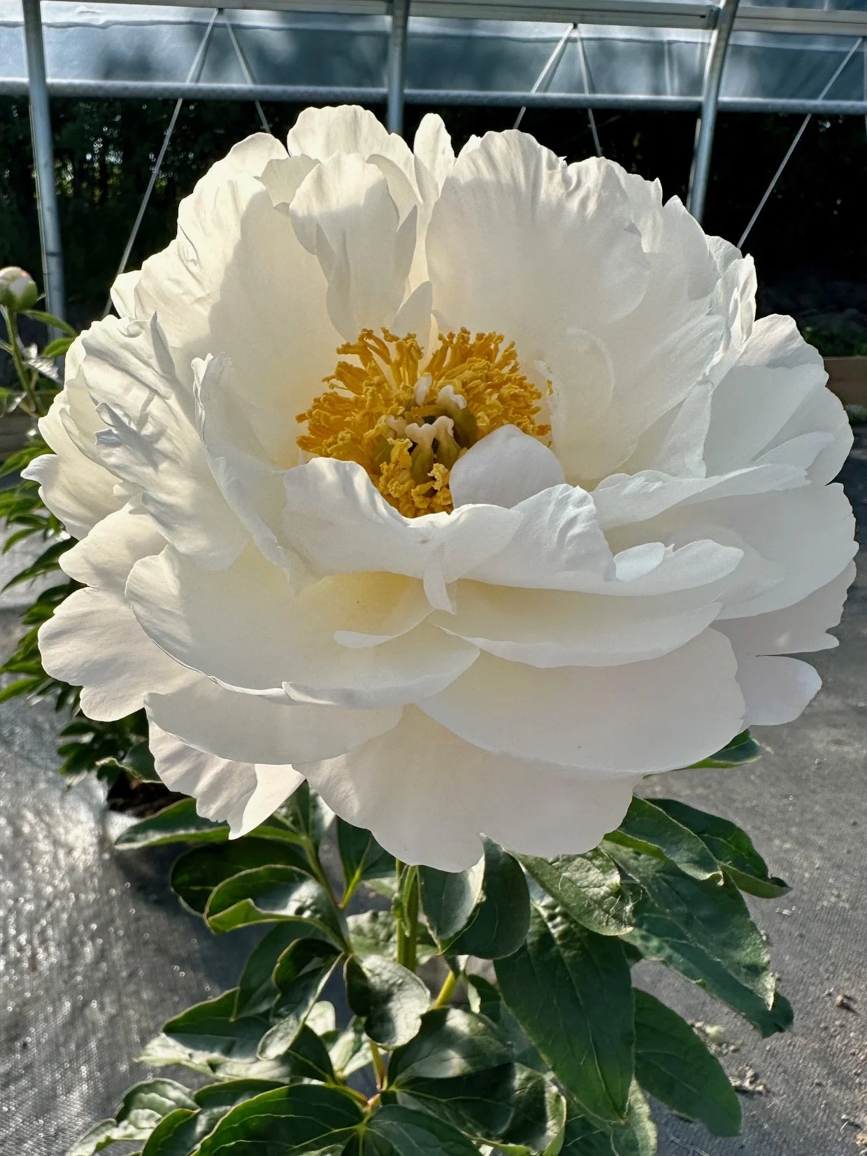 A large white peony flower with yellow stamens and green leaves, outdoors in sunlight.