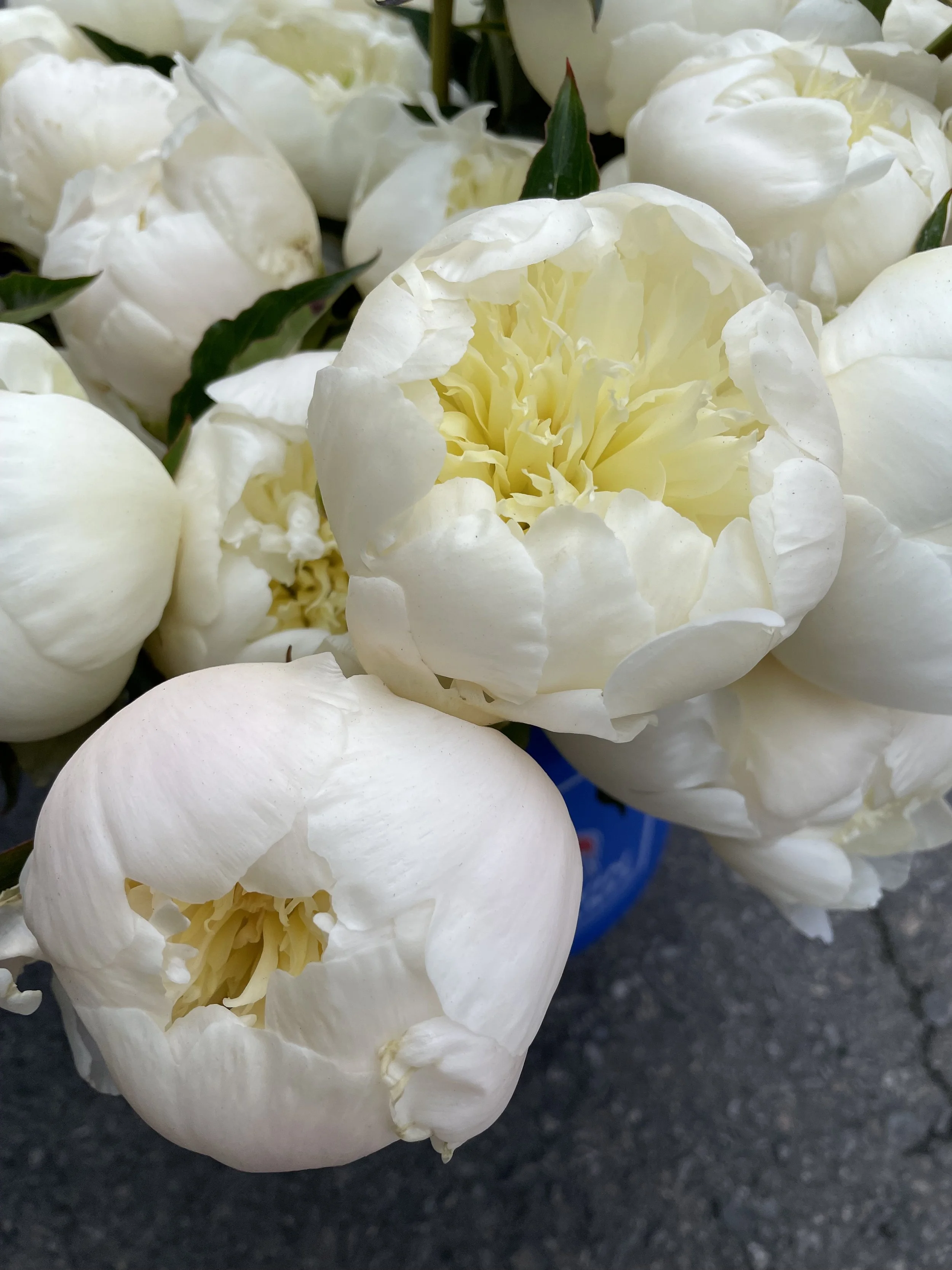Close-up of white peony flowers with soft petals and green leaves on a dark asphalt background.