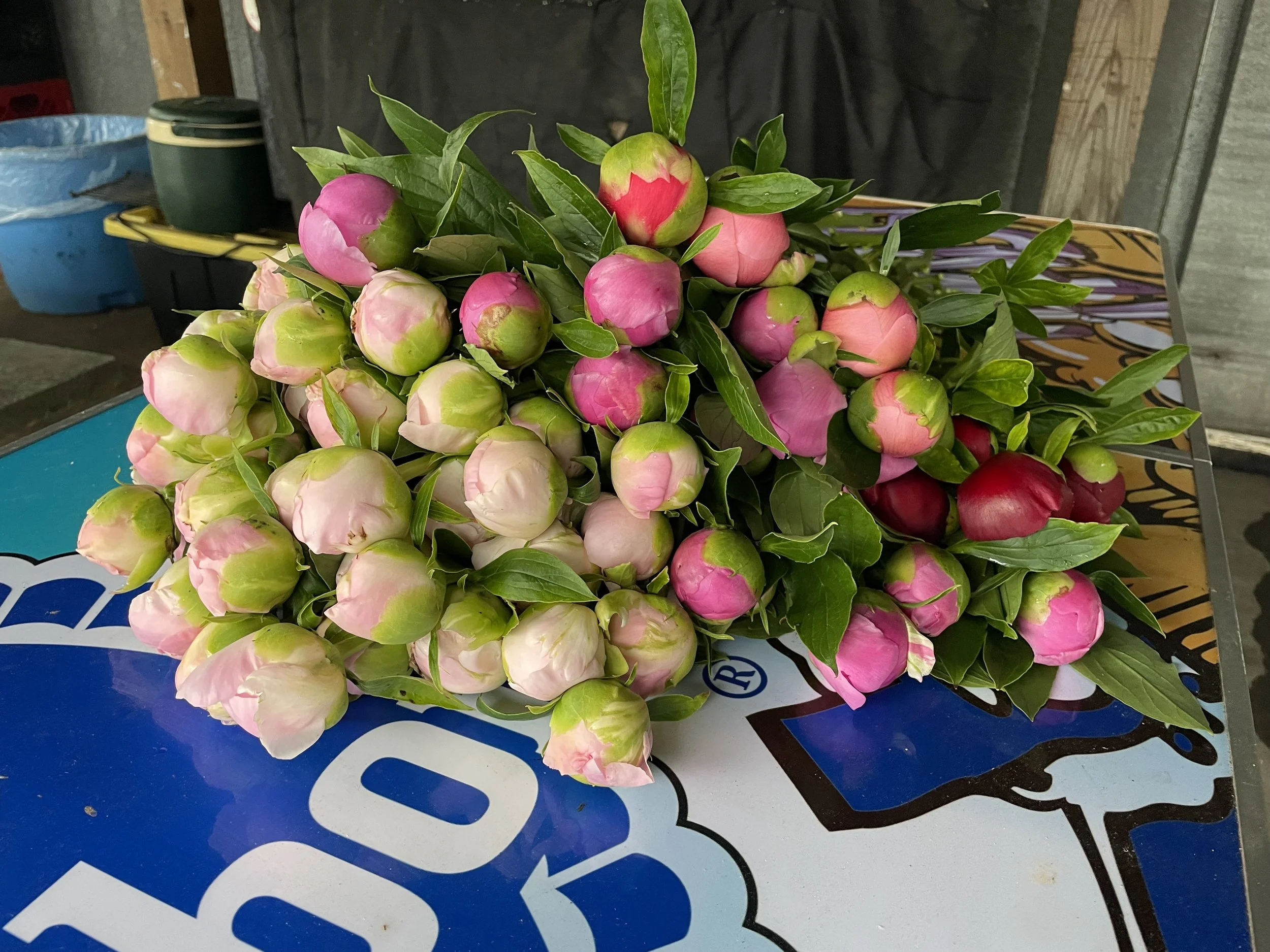 A bunch of pink and white peony flowers with green leaves resting on a colorful sign or poster on a table.