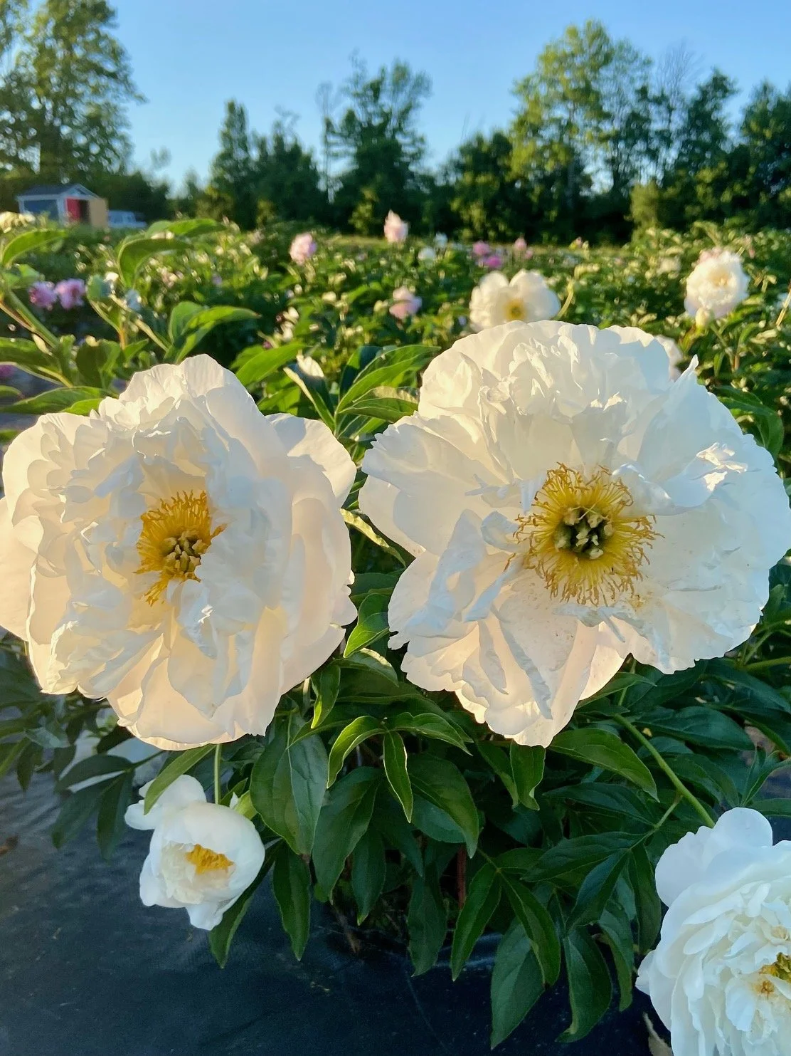 Close-up of white peonies with yellow centers in a garden, with trees and a small shed in the background during sunny weather.