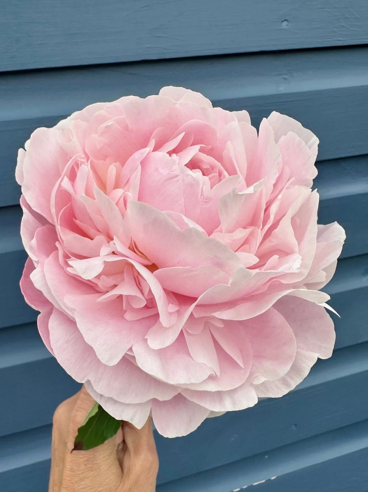 A large, pale pink peony flower held in a person's hand against a blue wall background.