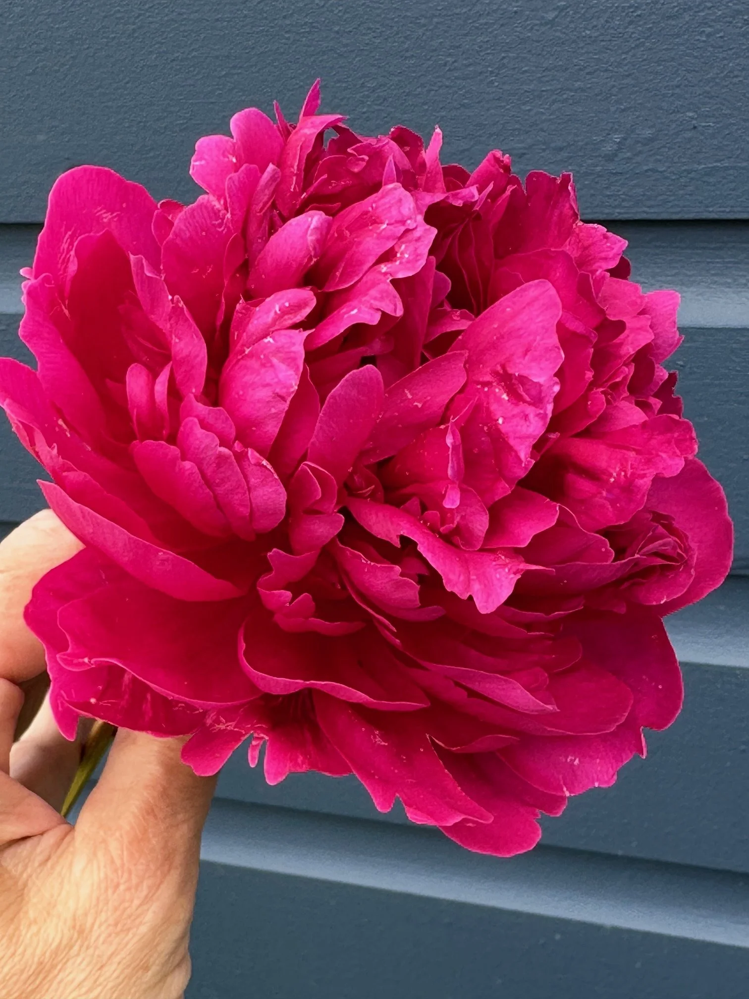 A person holding a large, vibrant pink peony flower in front of a gray wall.