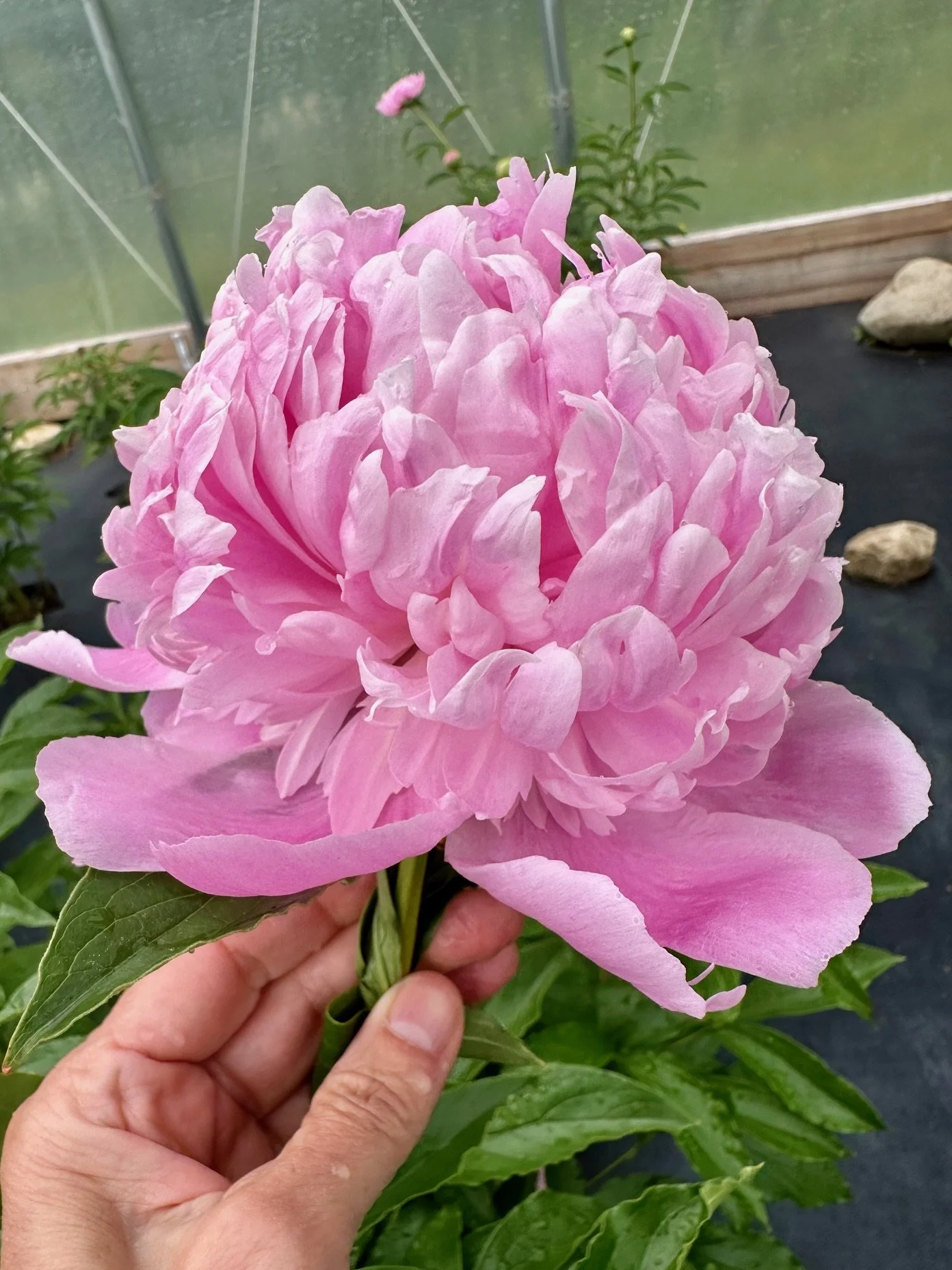Close-up of a large pink peony flower in a greenhouse, held by a person's hand.