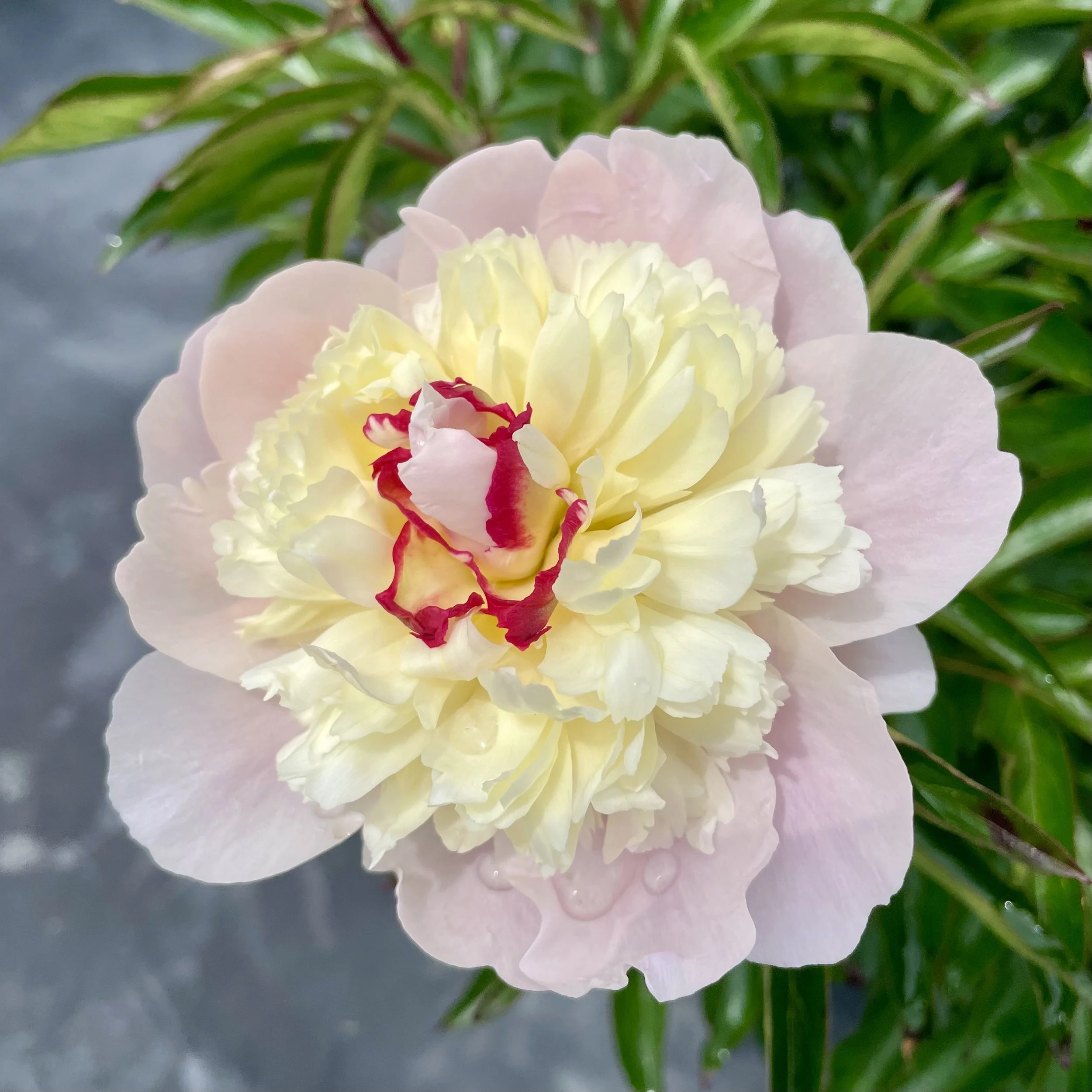 Close-up of a large, multi-colored flower with creamy yellow, pale pink, and red-tipped petals surrounded by green leaves.