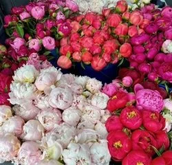 A variety of colorful flowers, including pink, white, and purple blooms, displayed together.