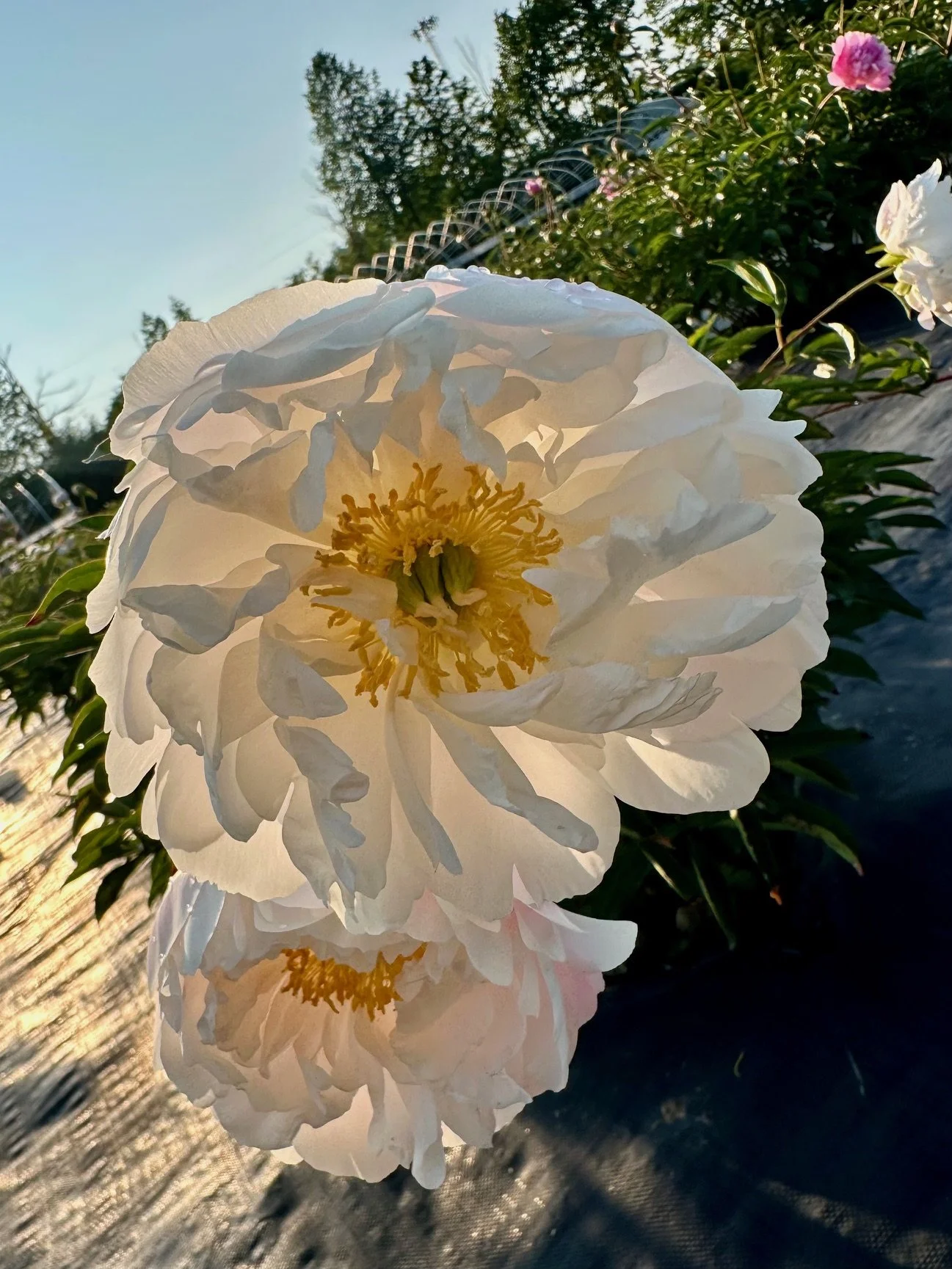Close-up of white peony flowers with yellow stamens in a garden during sunlight.