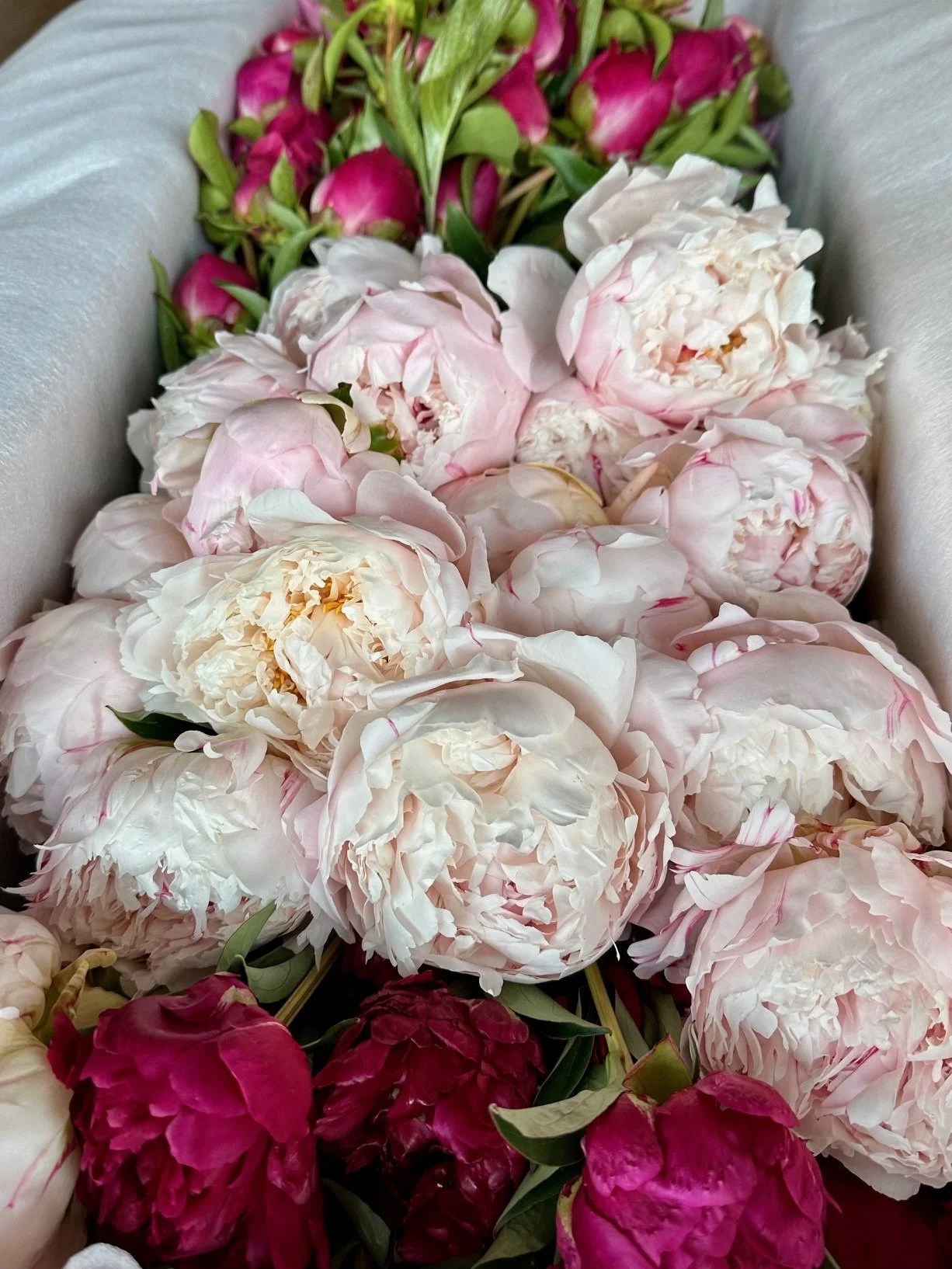 Close-up of a bouquet of peonies, mostly white with some deep pink and magenta ones, surrounded by green leaves.