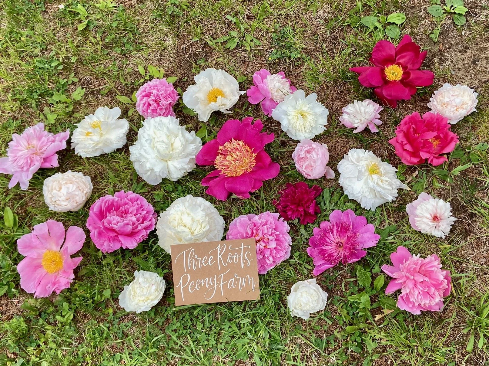 A variety of colorful peony flowers arranged on grass, with a small sign that reads 'Three Roots Peony Farm'.