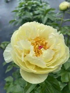 Close-up of a yellow peony flower in bloom with green leaves in the background.