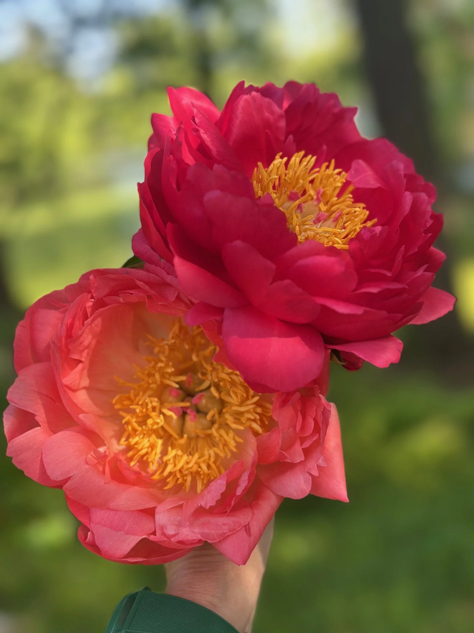 Close-up of two pink and red peony flowers with yellow stamens, held by a person's hand against a background of green trees and a blurred outdoor setting.