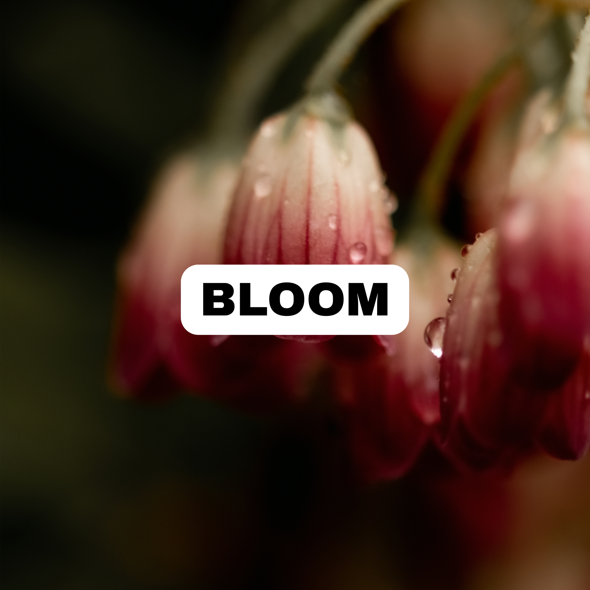 BLOOM.png