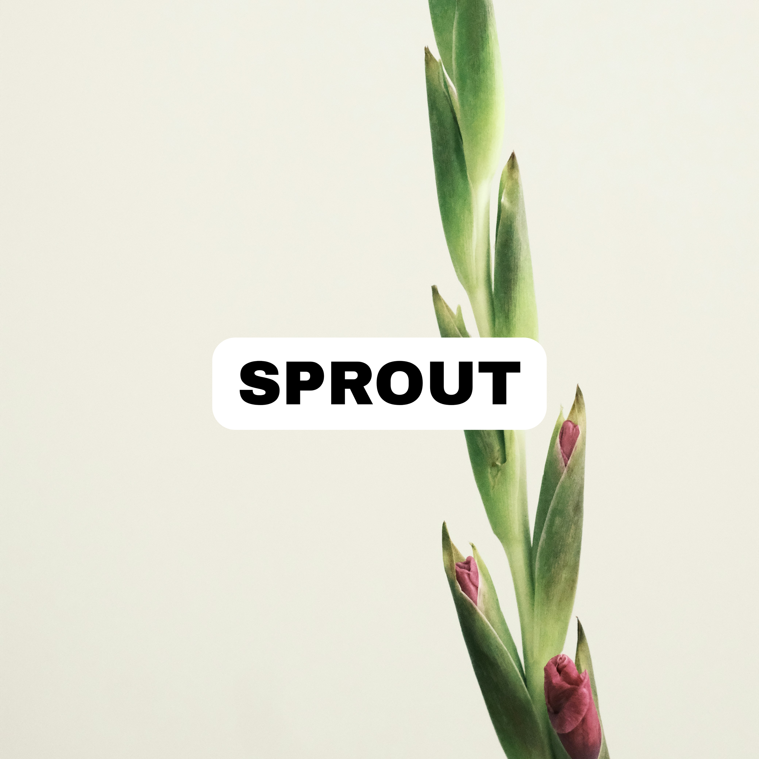 SPROUT.png