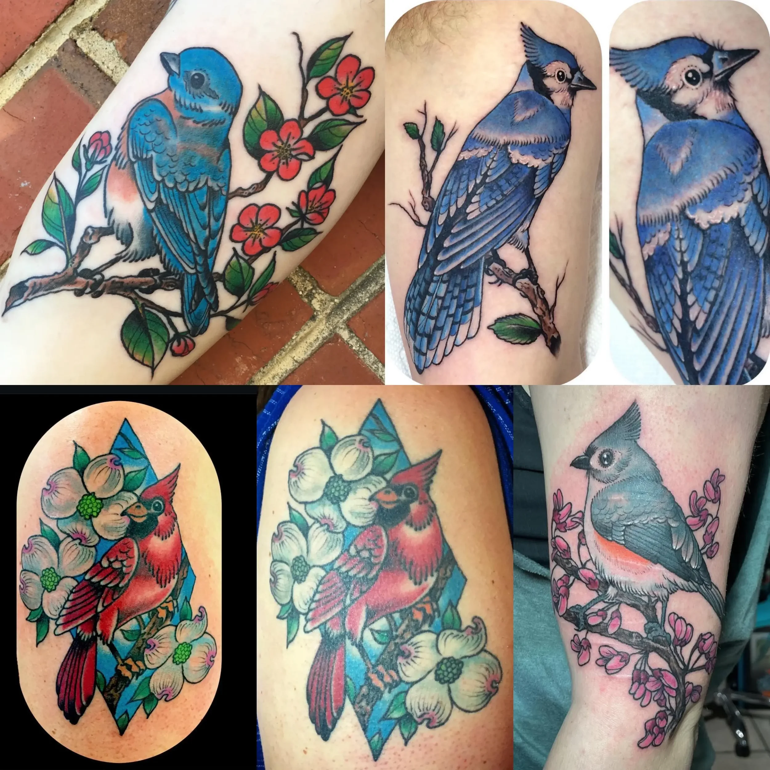 Collection of six American Traditional tattoo designs featuring various blue and red cardinals, with floral and branch elements. Custom designs by Jess, tattoo artist in Richmond, Virginia.