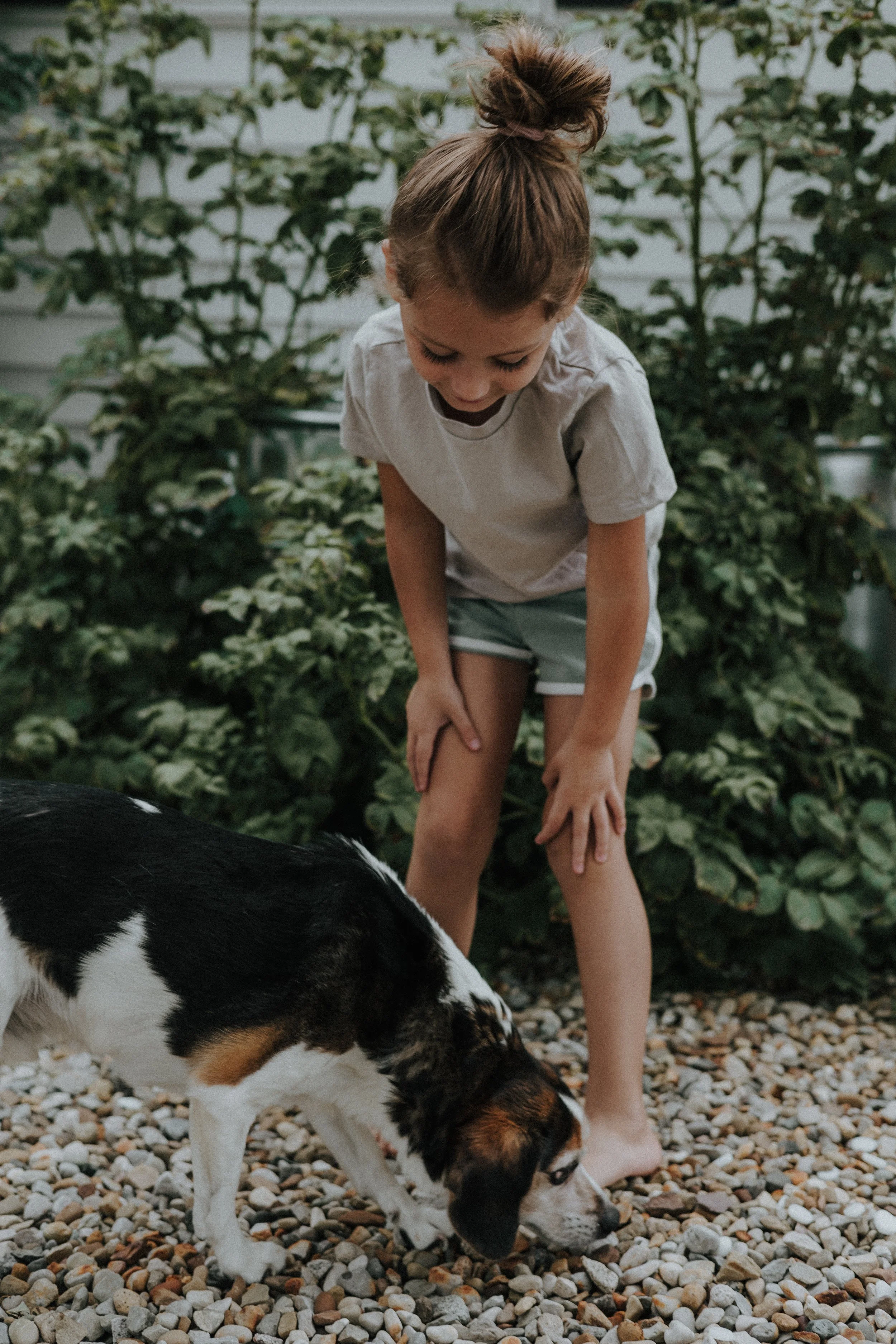 A young girl with a messy bun hairstyle, wearing a beige t-shirt and shorts, is playing with a small Beagle puppy on a gravel garden path with green plants in the background in Norwalk ohio in their backyard garden
