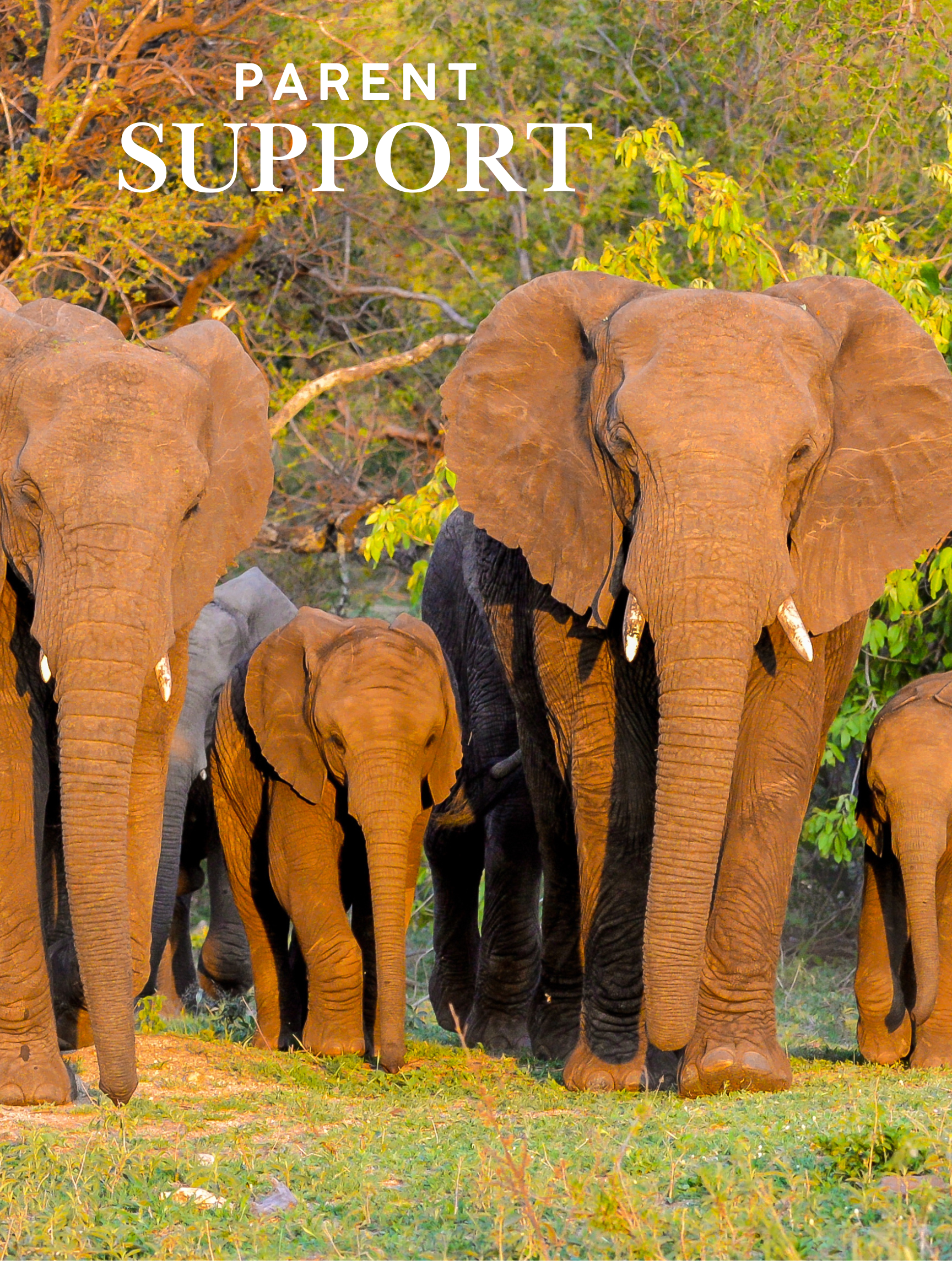 Parent Support Groups