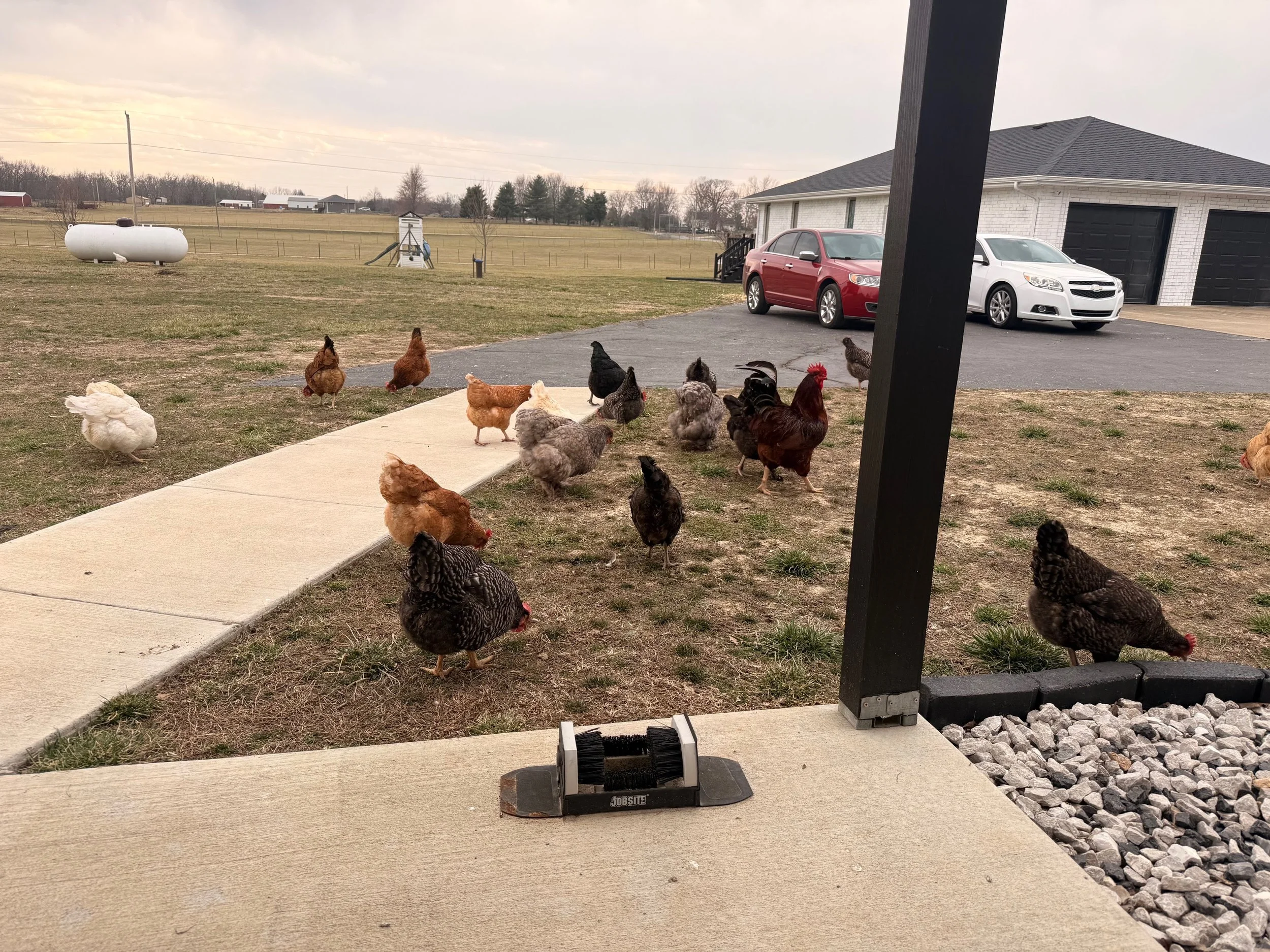 Chickens & Rooster