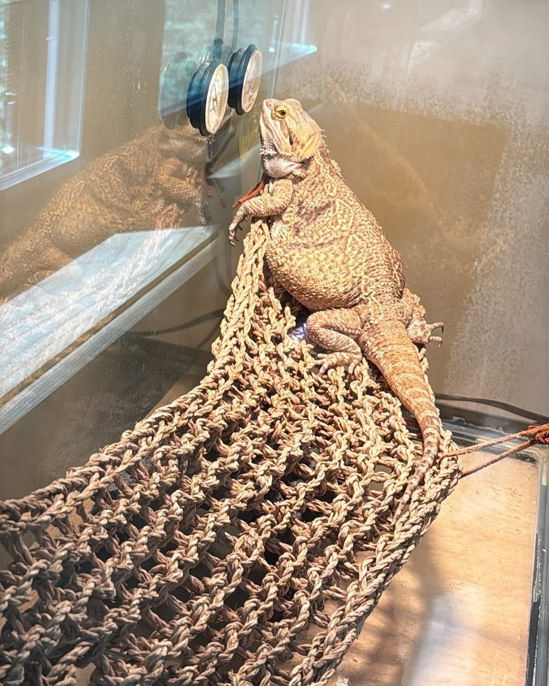 Bearded Dragon