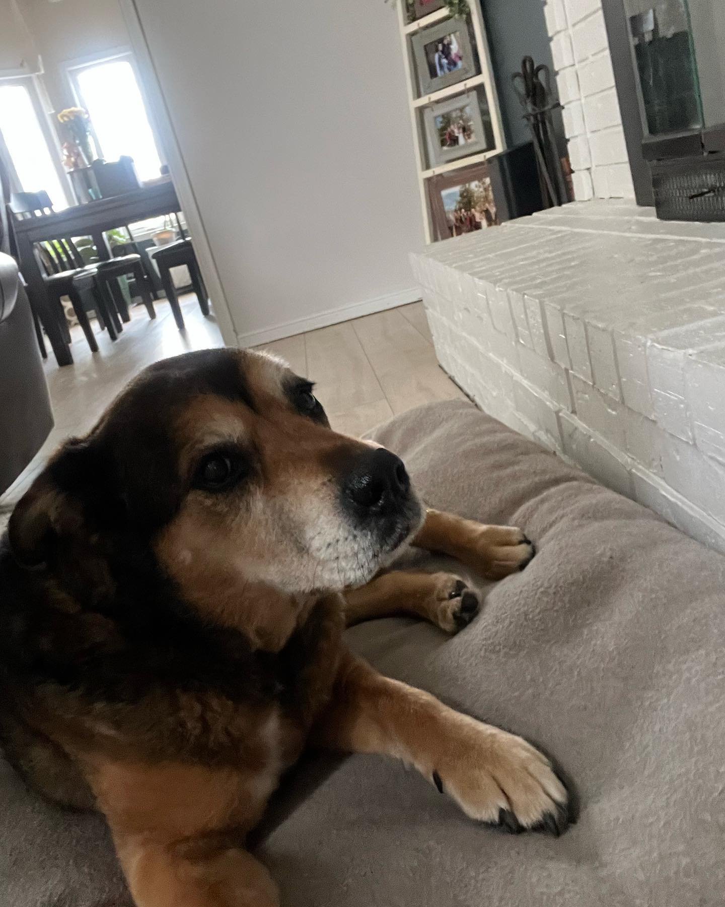 German Shepard - Addison