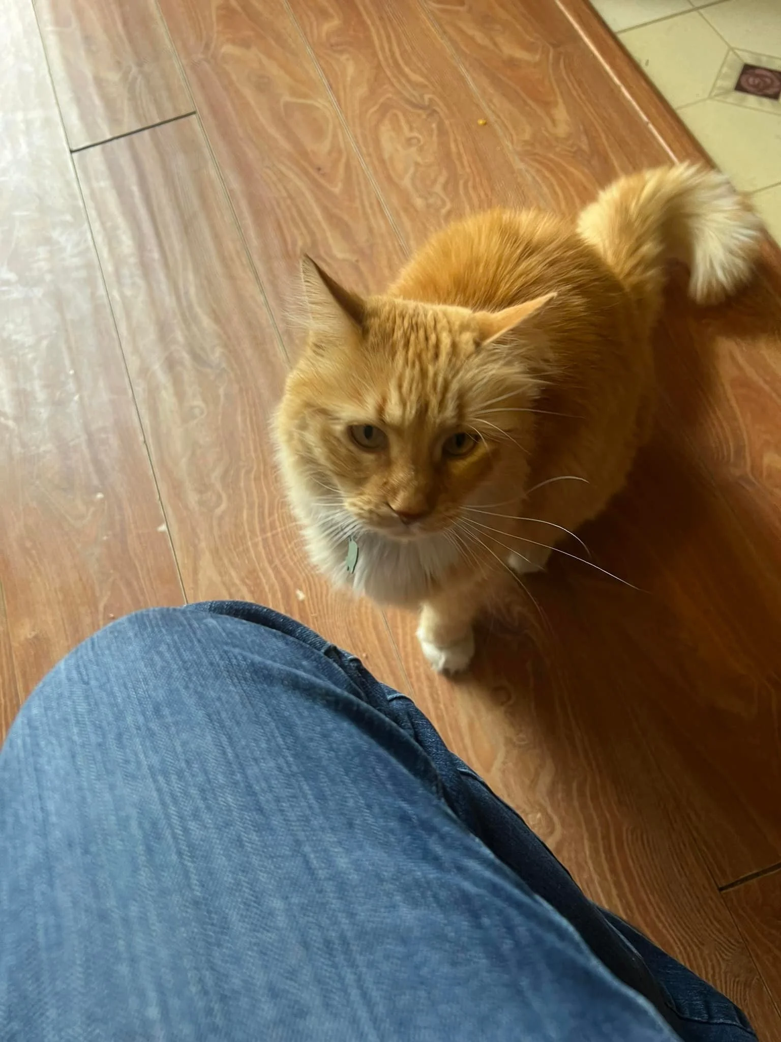 An orange tabby cat with white paws and a white chest looking up at the camera from the floor.
